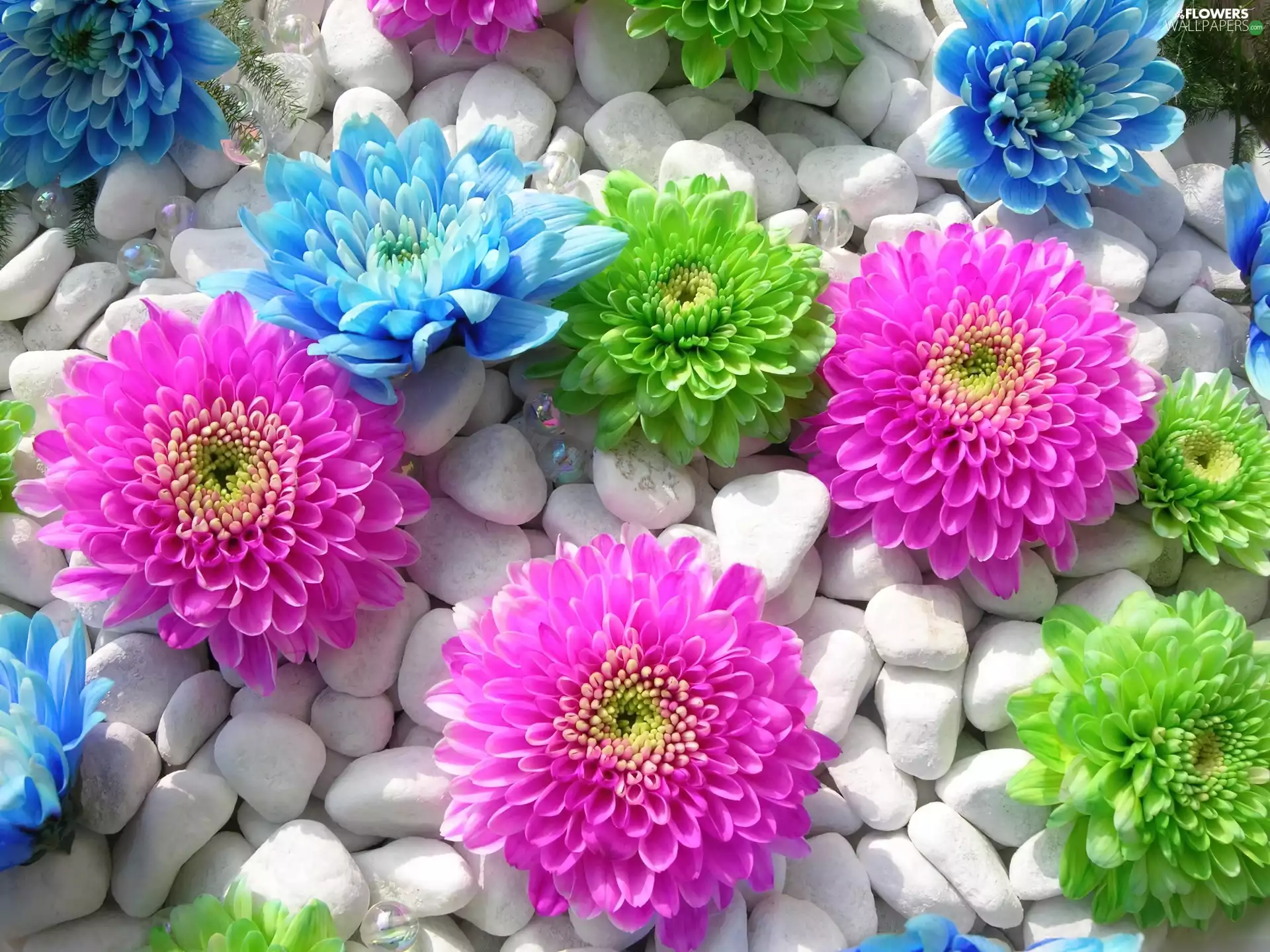 color, White, Stones, Flowers