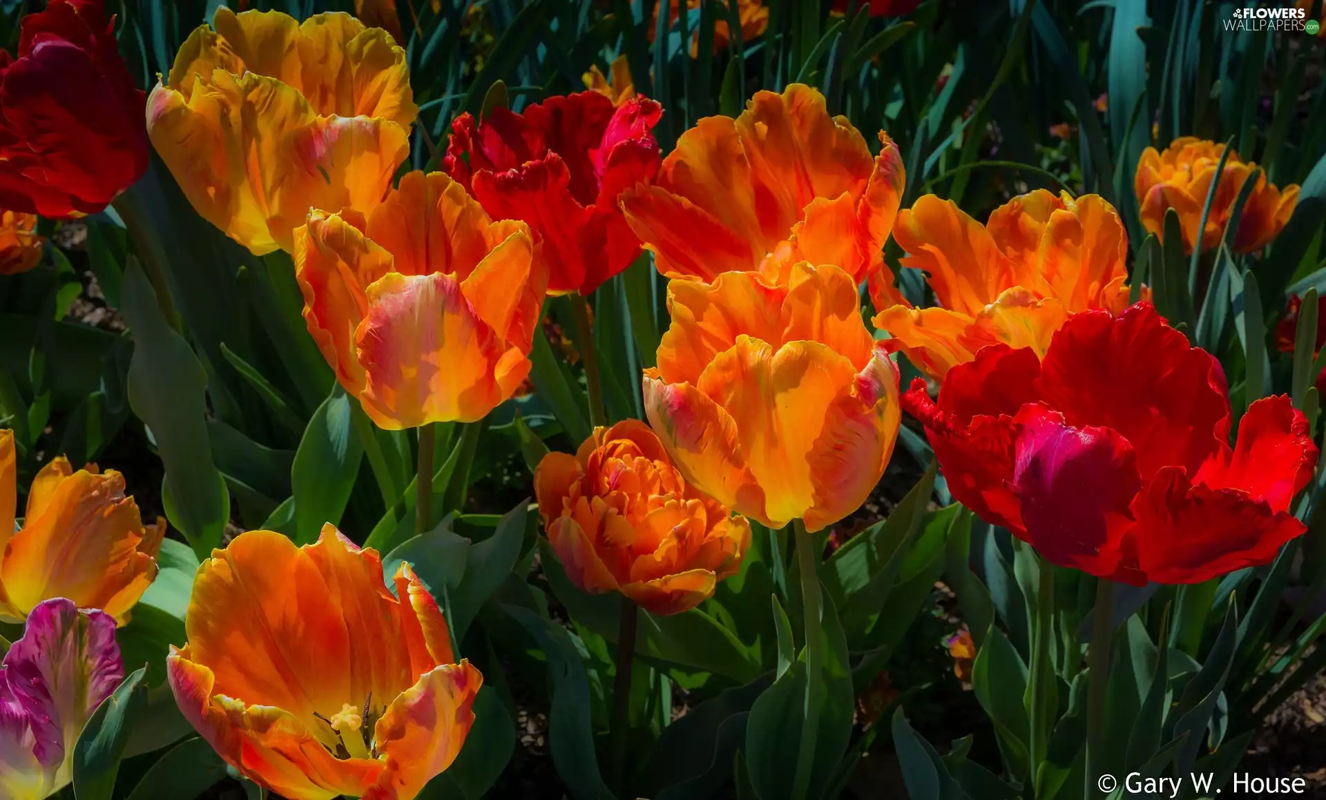 Flowers, Tulips, color