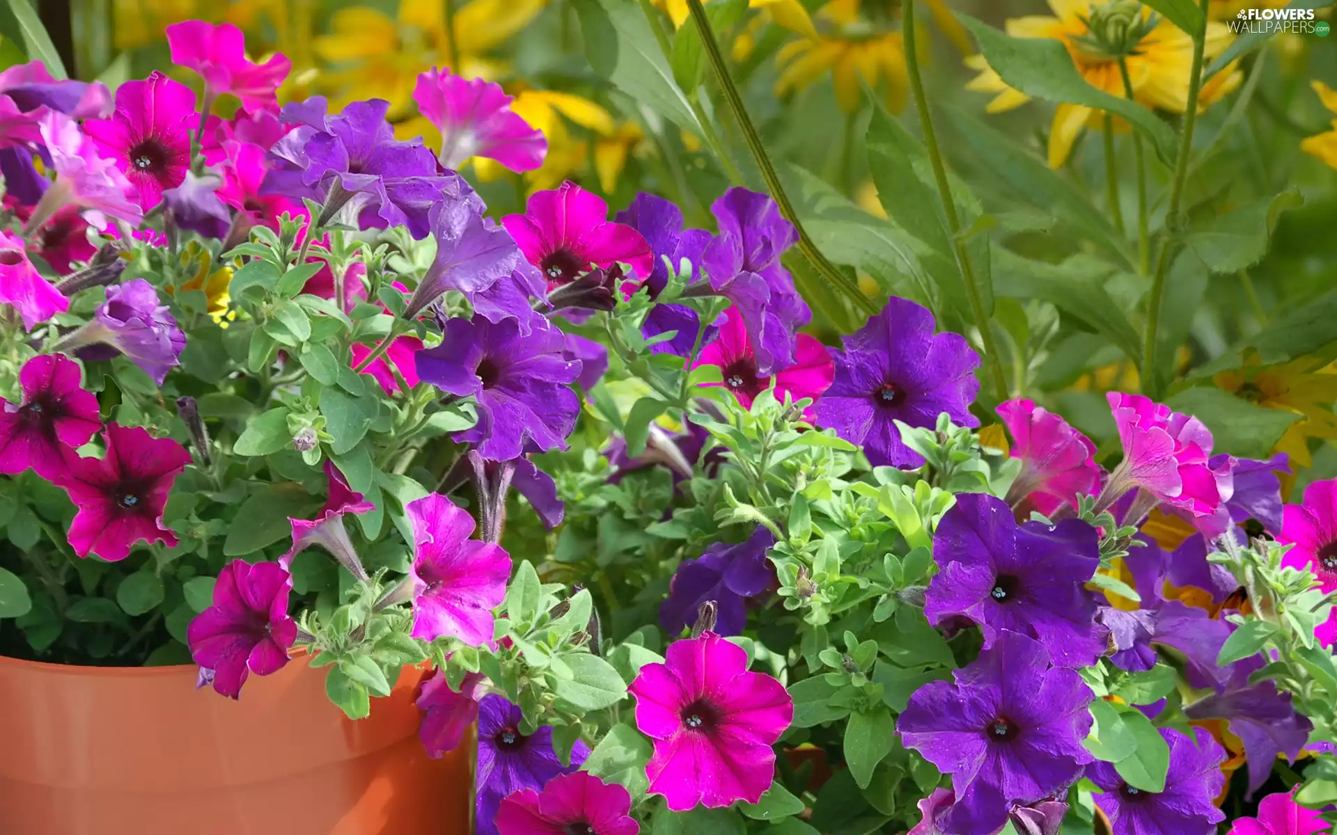 color, Flowers