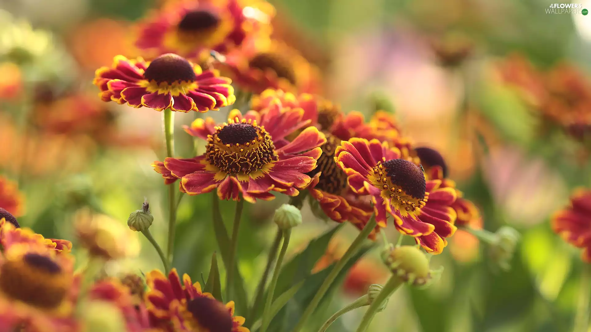 Colorful Background, Helenium, Flowers