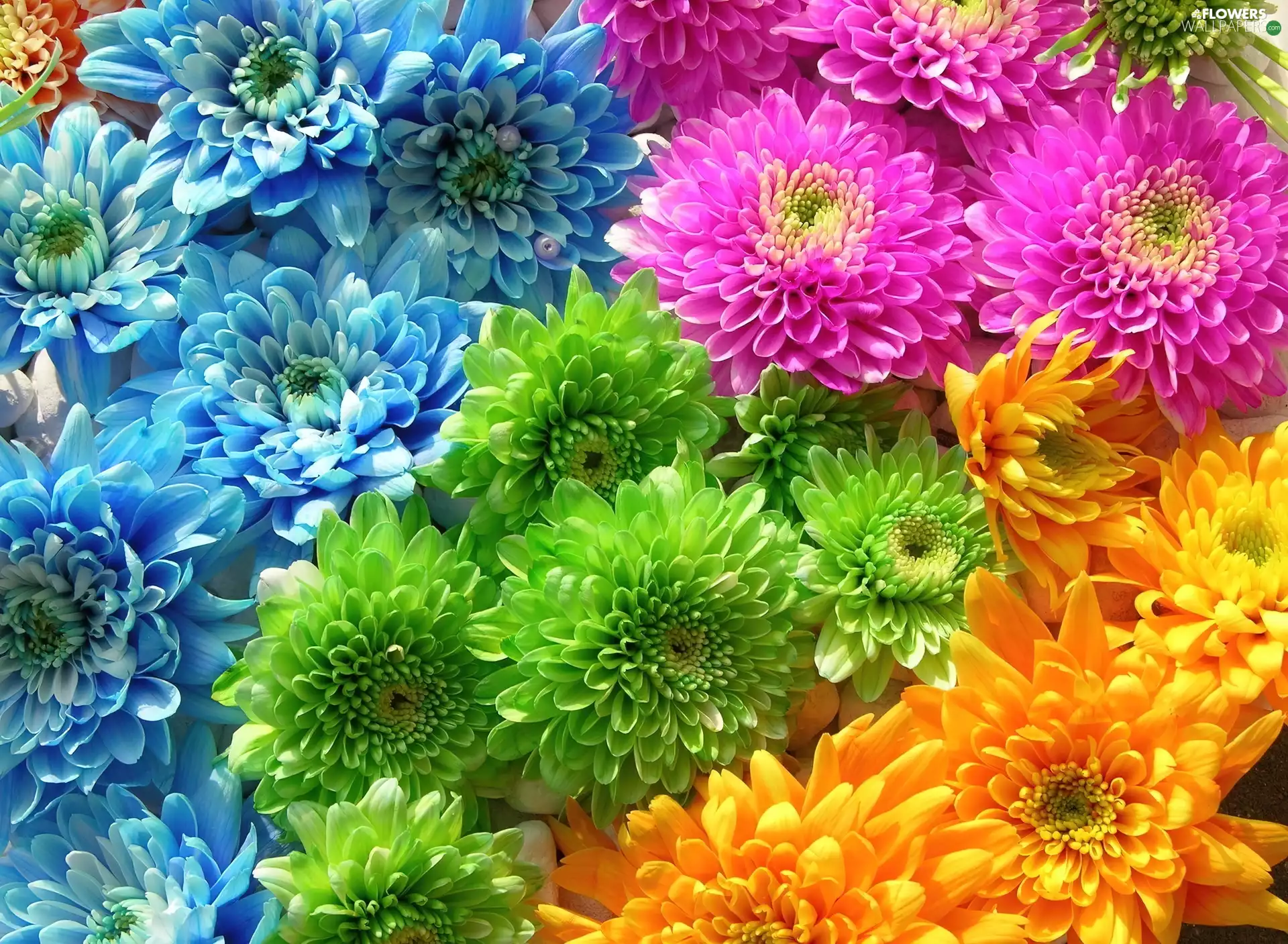 flowers, different, colors