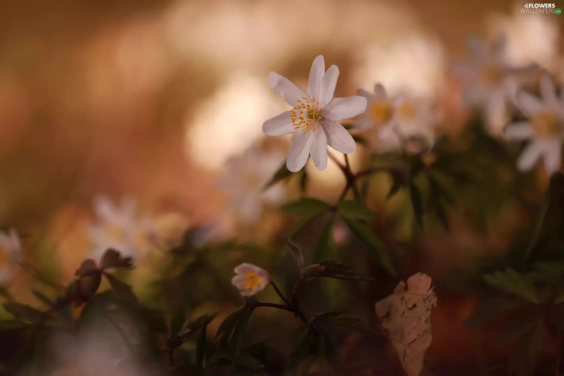 Wood Anemone, Colourfull Flowers, blurry background, White