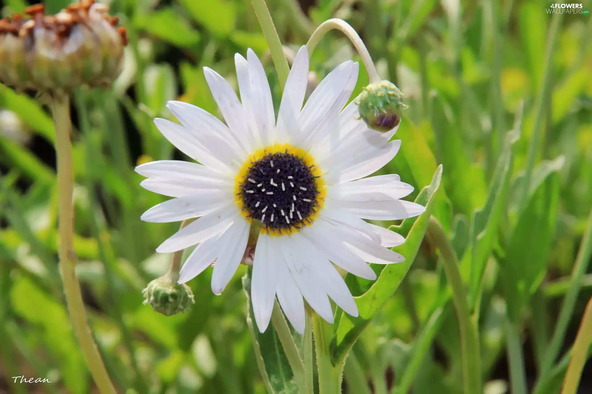 Arktotis, Colourfull Flowers