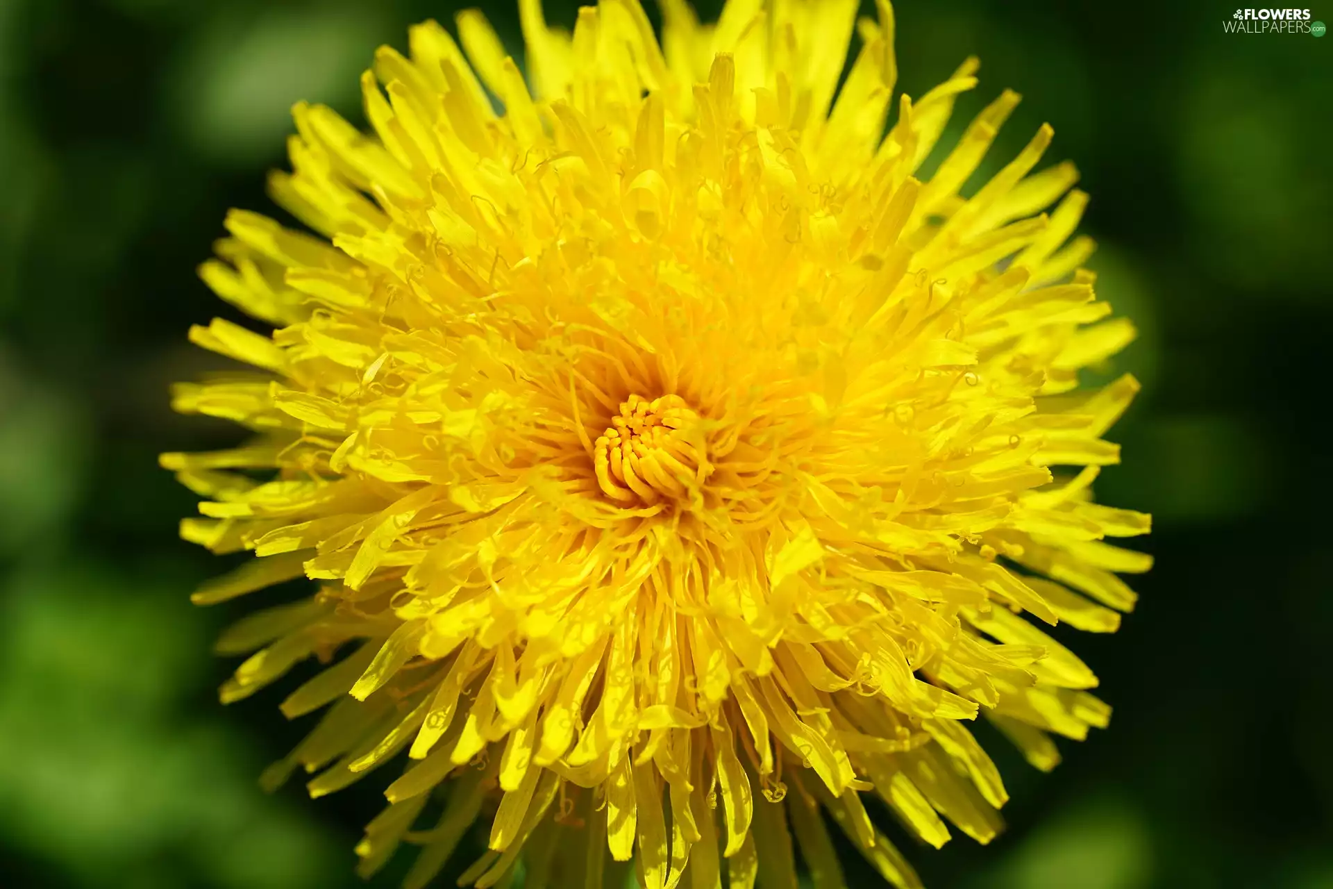 fuzzy, background, Colourfull Flowers, Common Dandelion, Yellow