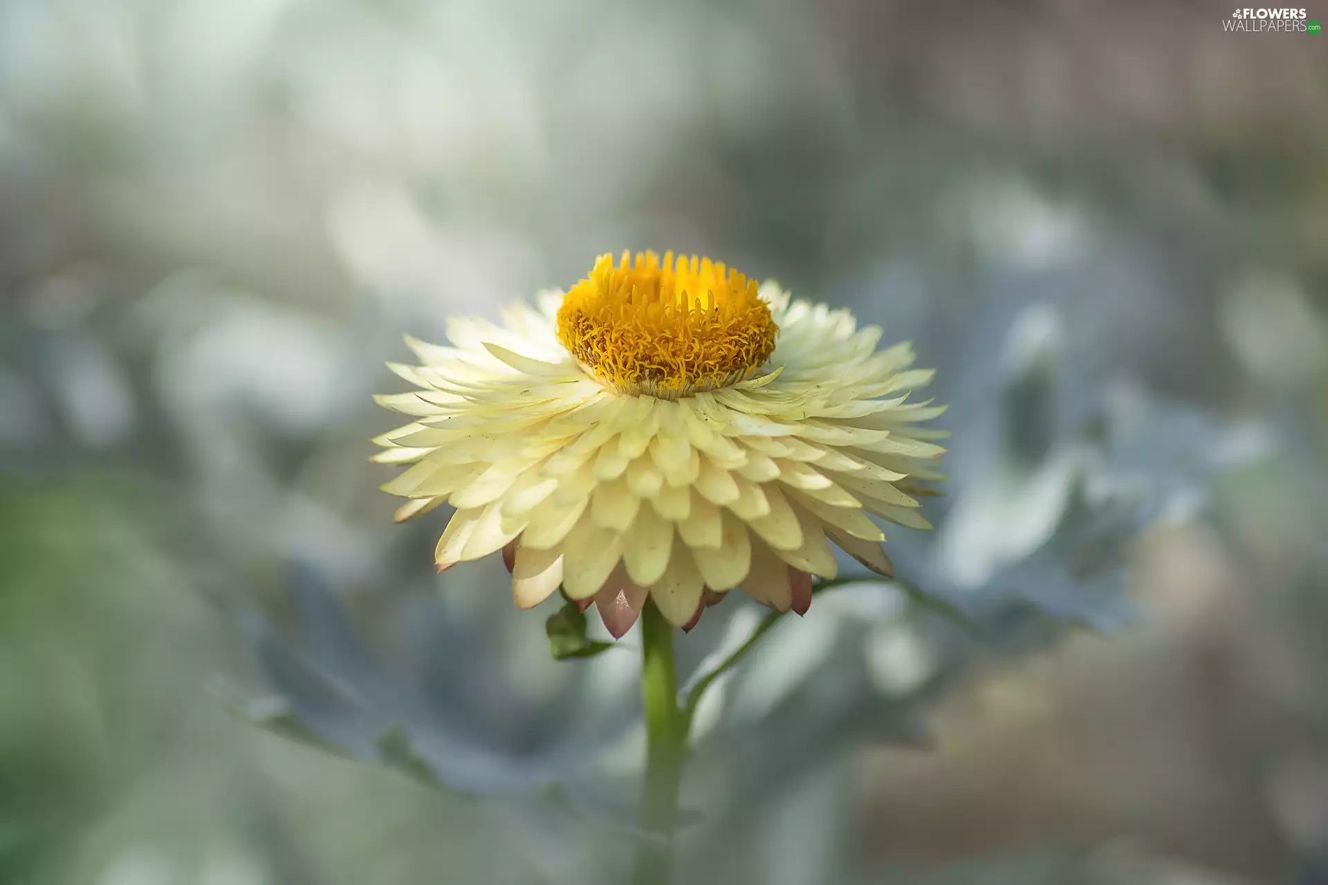 fuzzy, background, Colourfull Flowers, Kocanka garden, Yellow