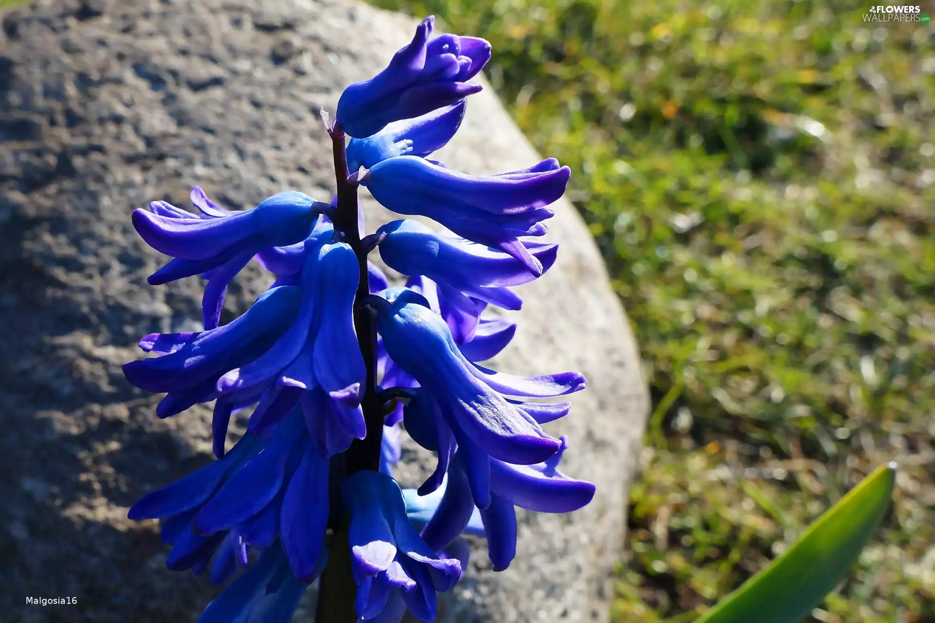 Bluebell, bell, Colourfull Flowers, flower, blue, English