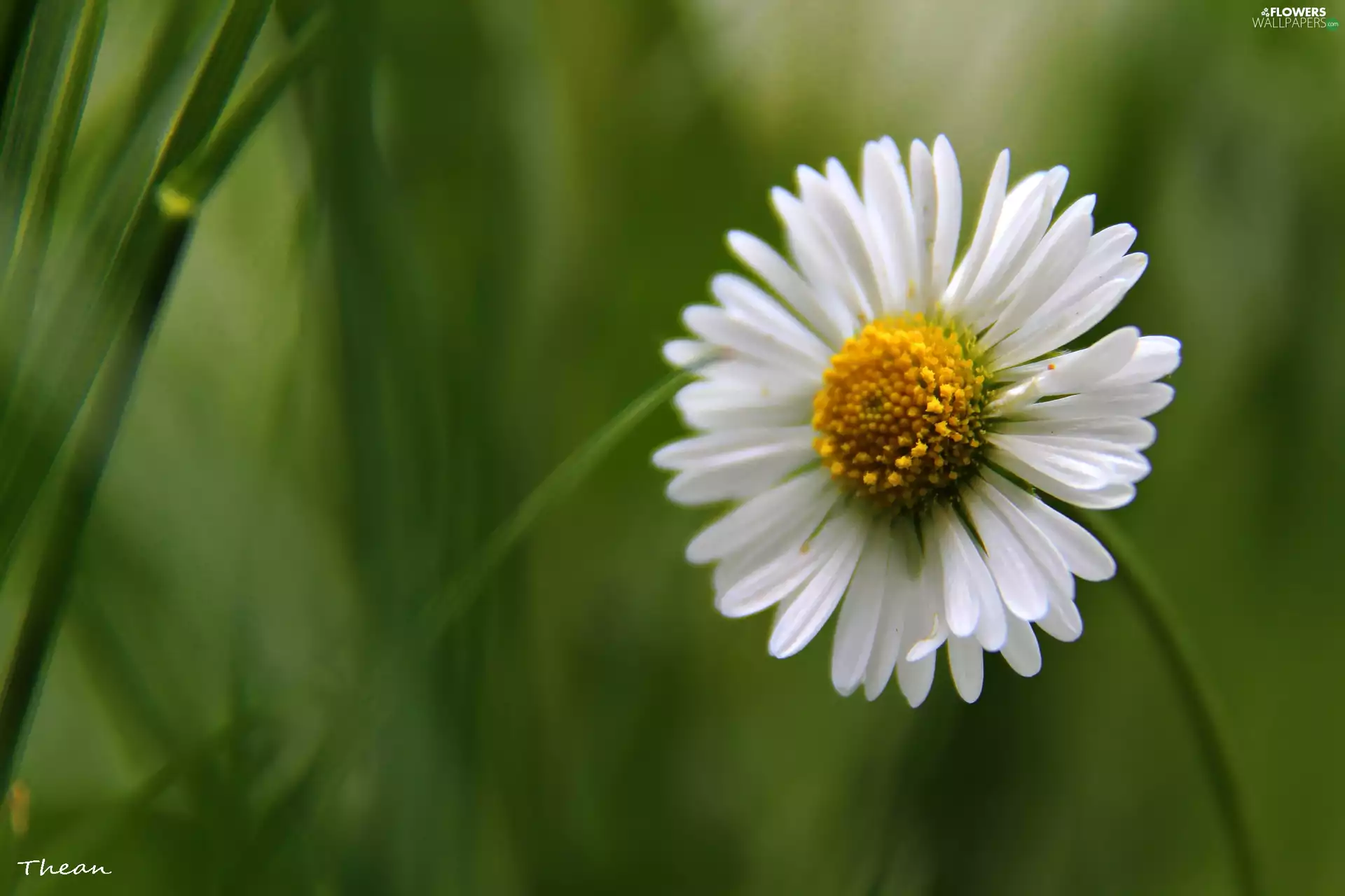 daisy, Colourfull Flowers