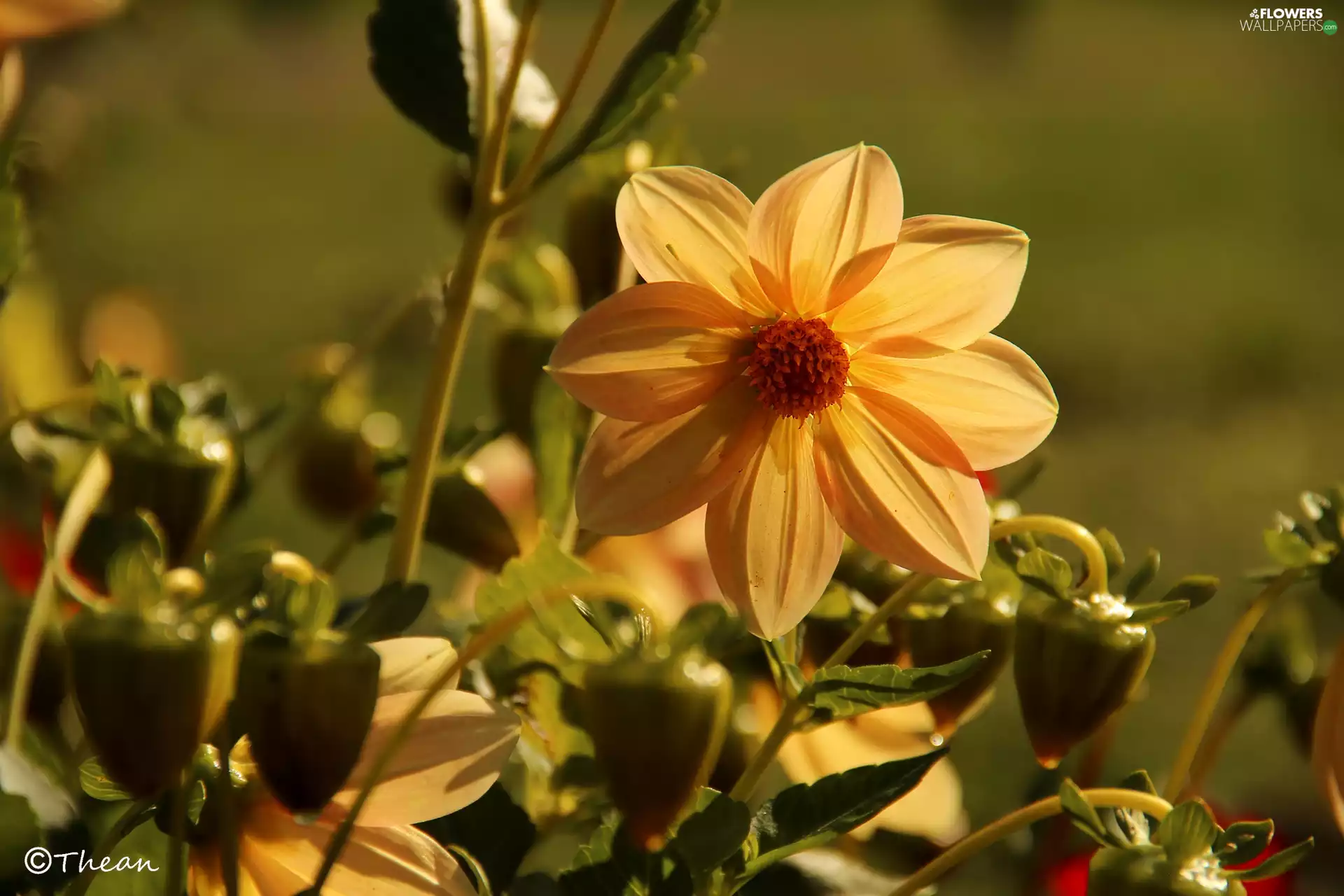 Dalia, Colourfull Flowers