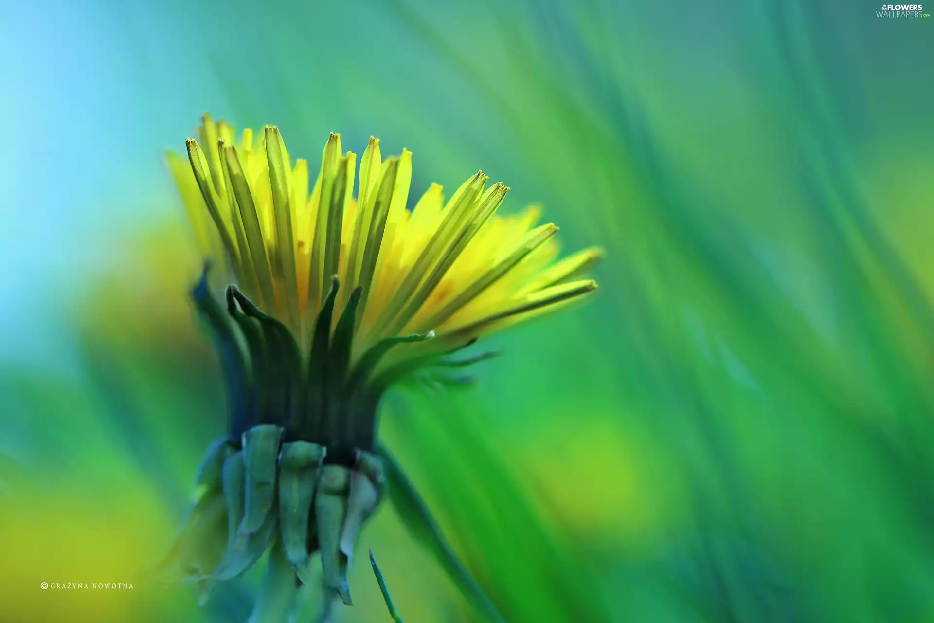 Common Dandelion, Colourfull Flowers, sow-thistle, Yellow