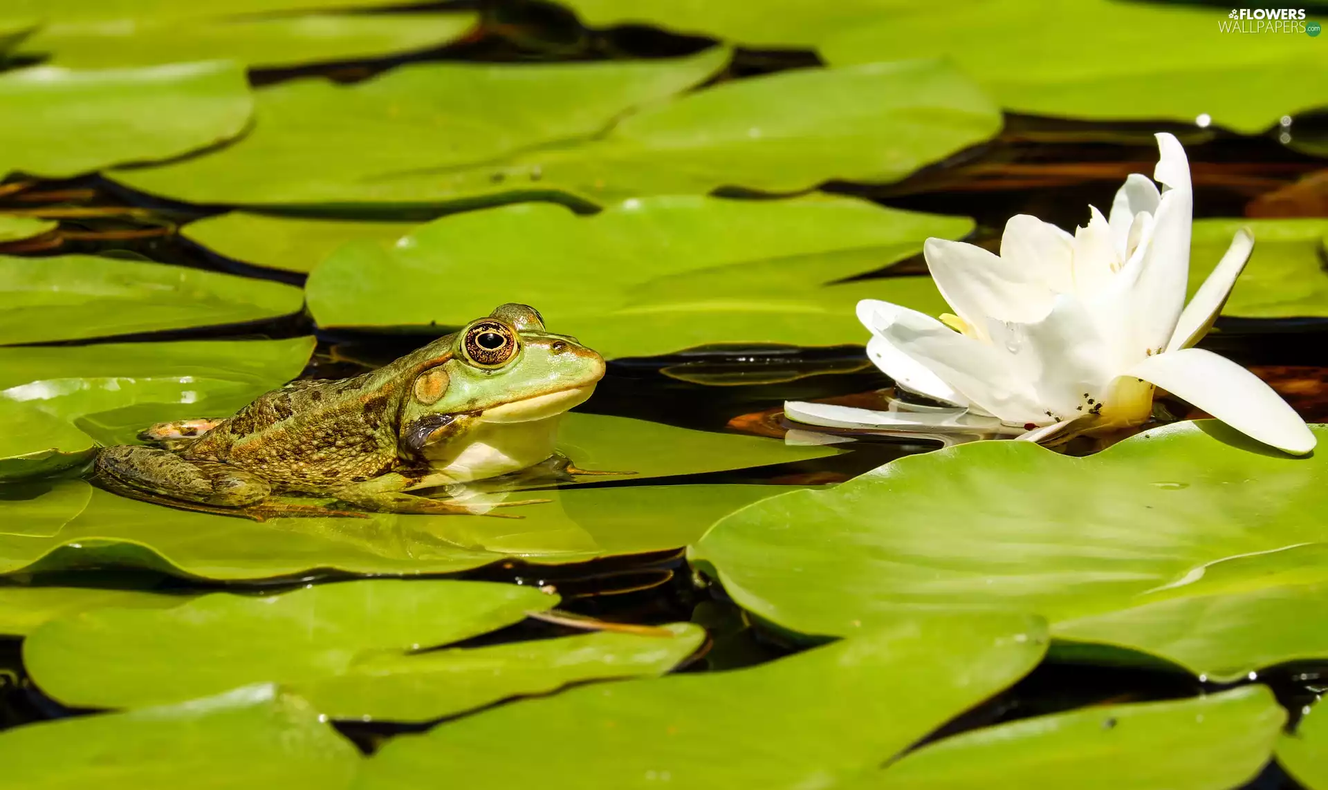 strange frog, Colourfull Flowers, water-lily, Leaf