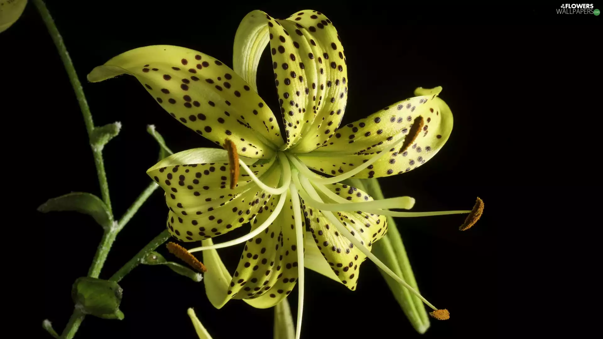 Tiger lily, Colourfull Flowers, Dark Background, Yellow
