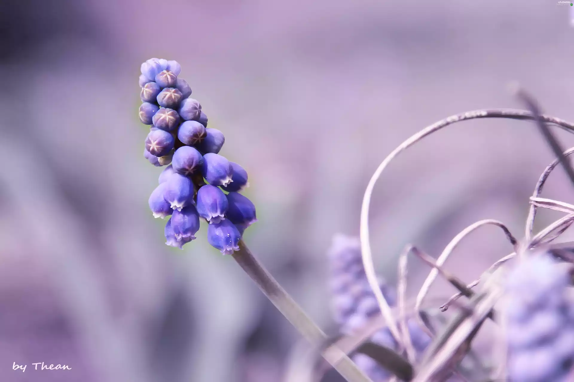 Muscari, Colourfull Flowers