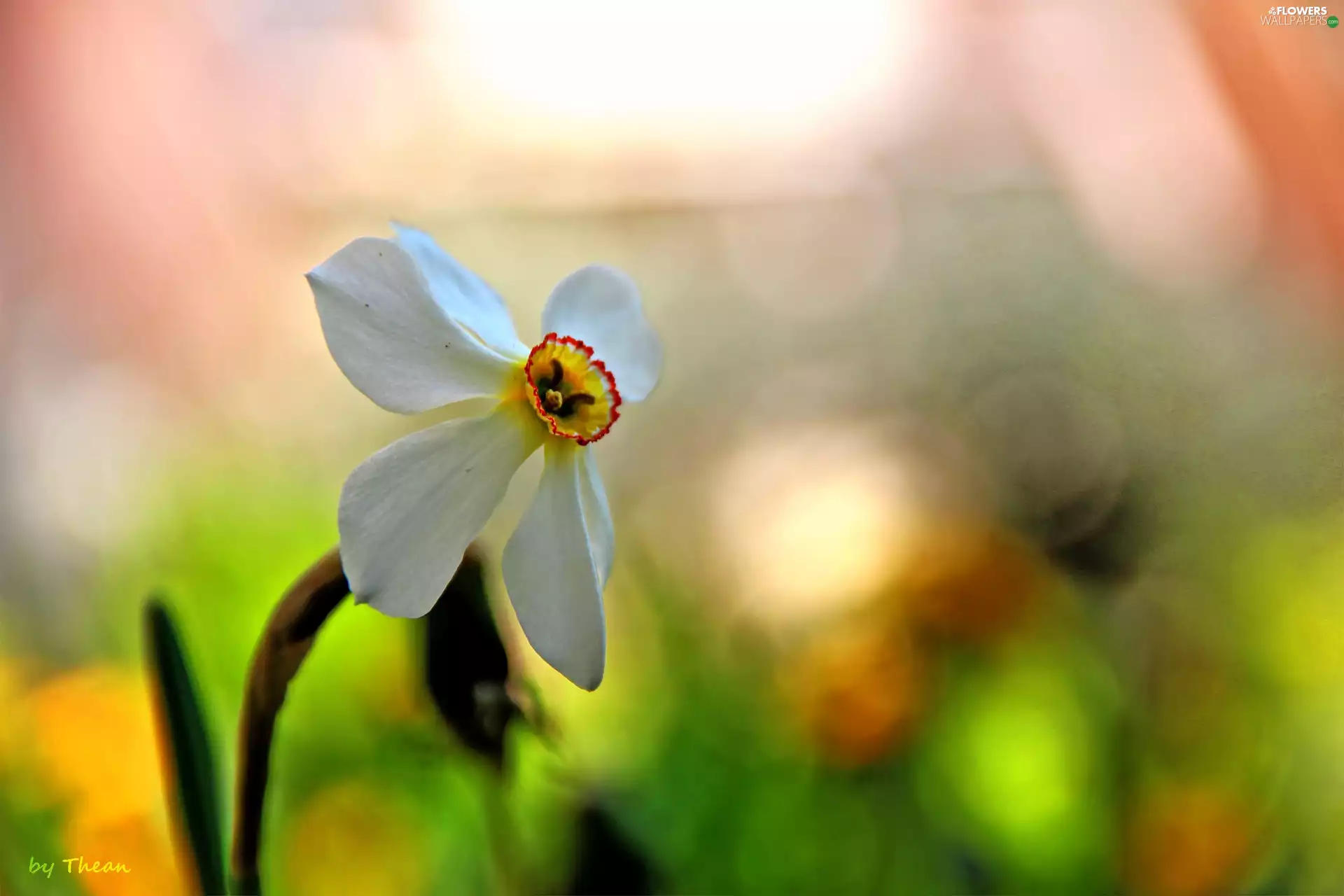 narcissus, Colourfull Flowers