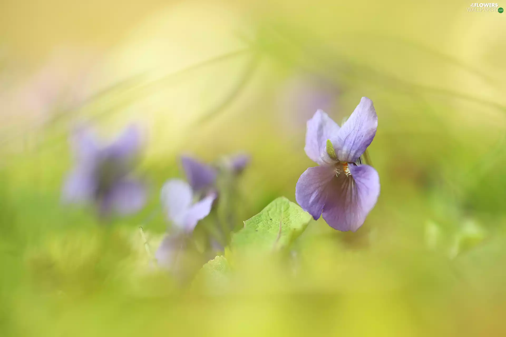 Viola odorata, Colourfull Flowers, blurry background, Violet