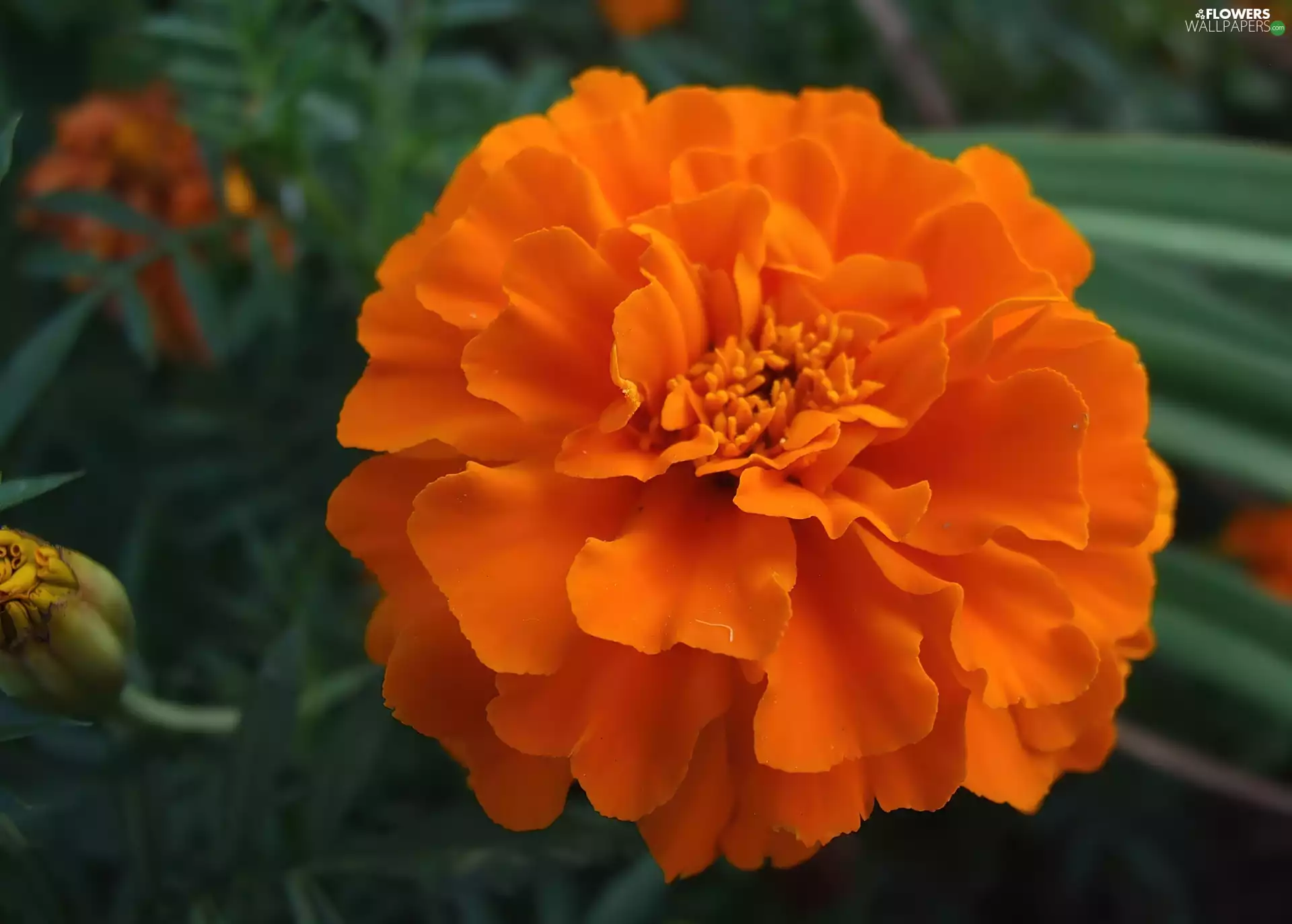 Orange, Colourfull Flowers