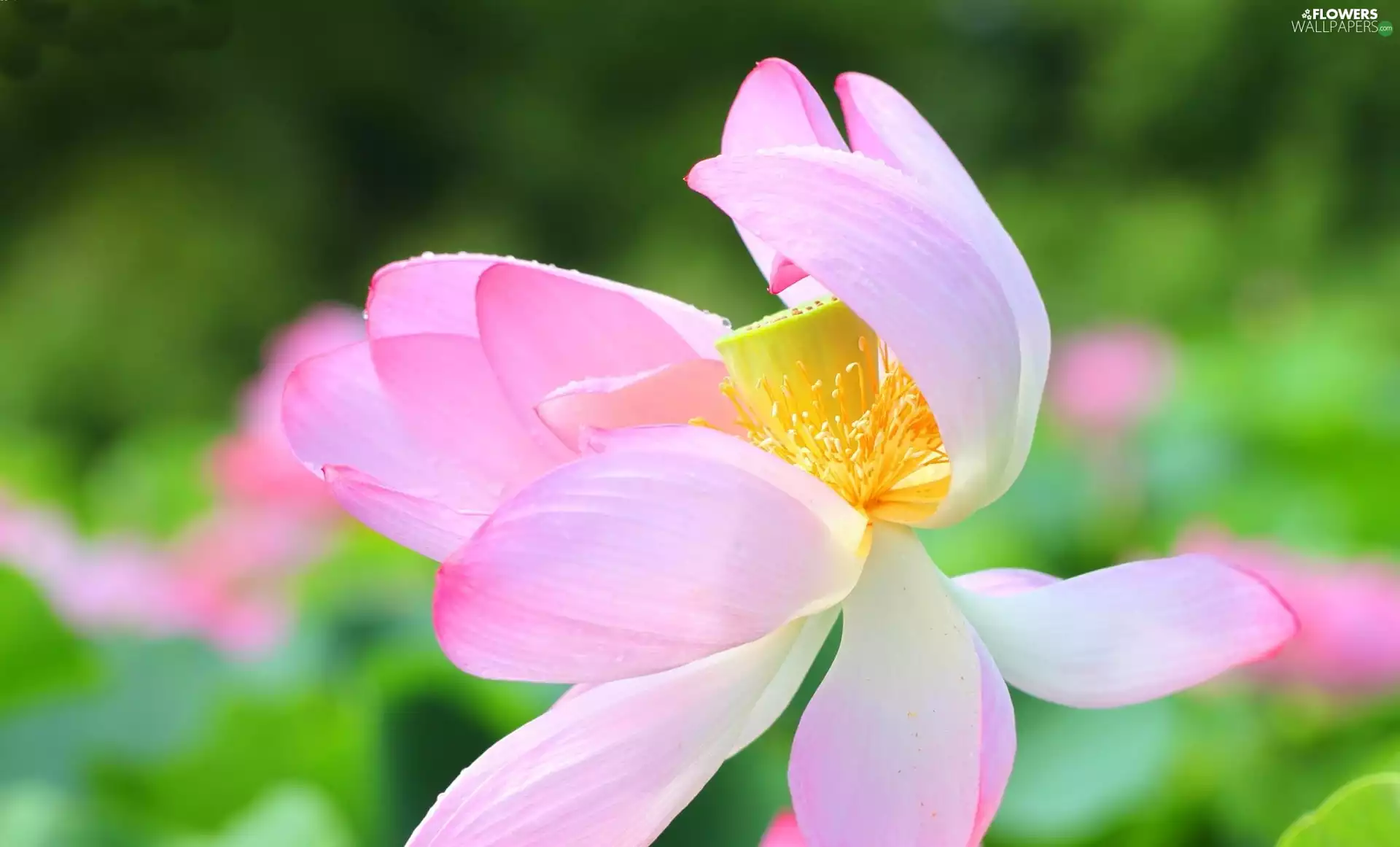 Pink, Colourfull Flowers