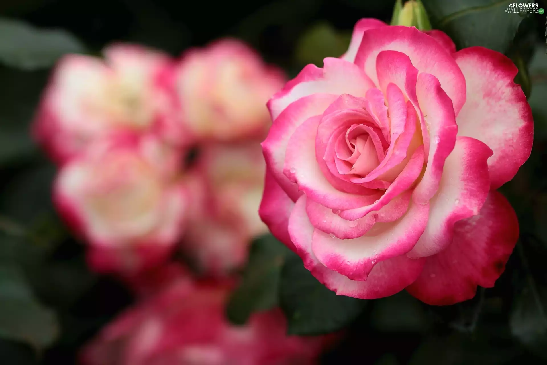 rose, Colourfull Flowers