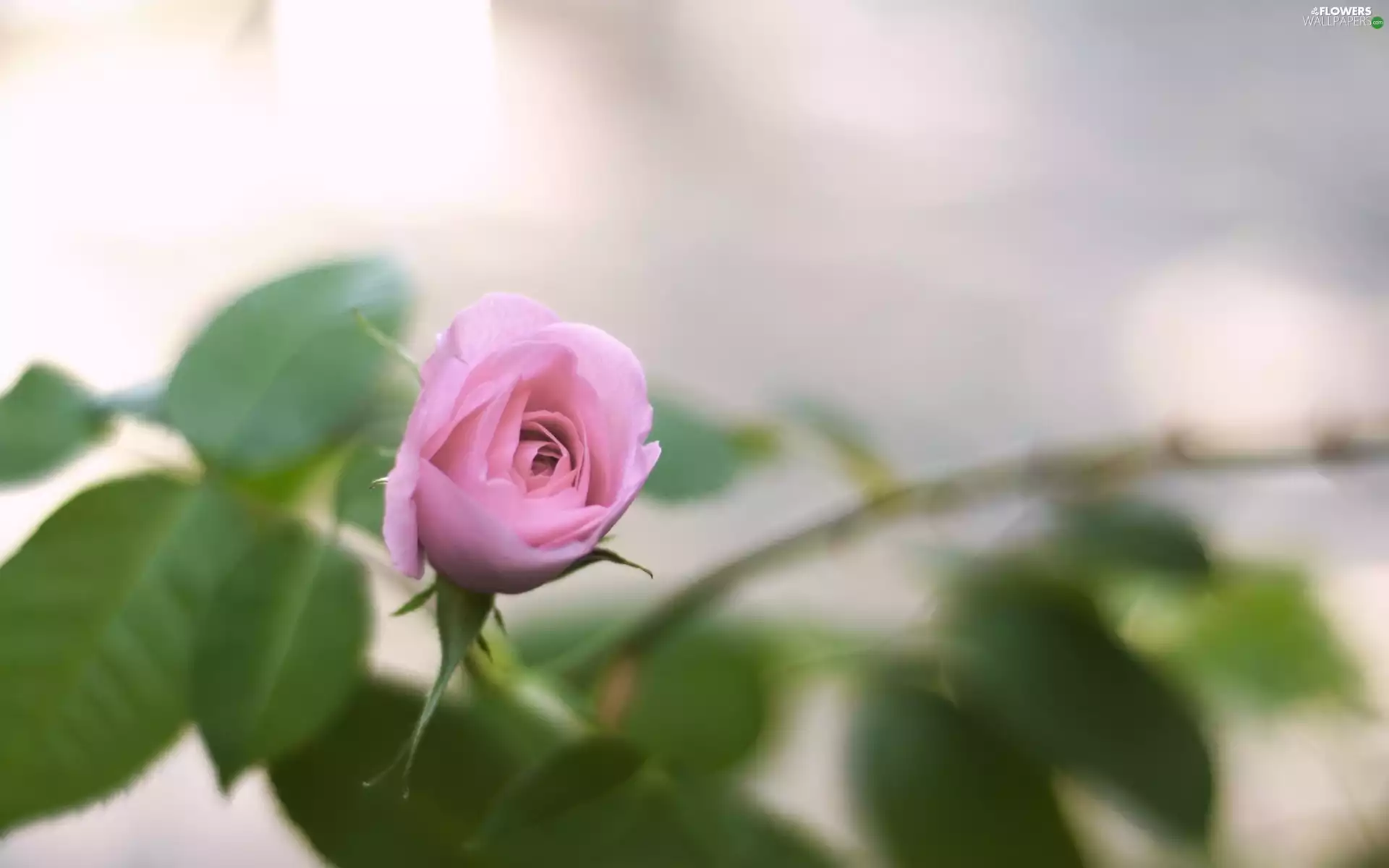 rose, Colourfull Flowers