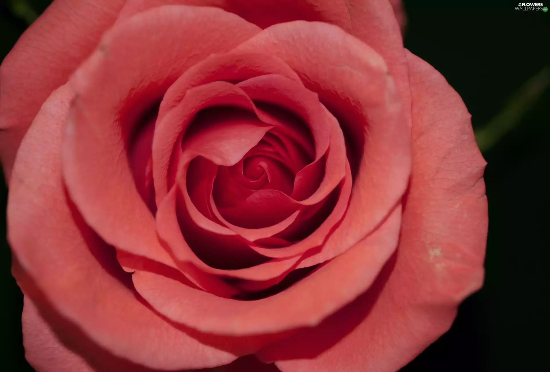 rose, Colourfull Flowers