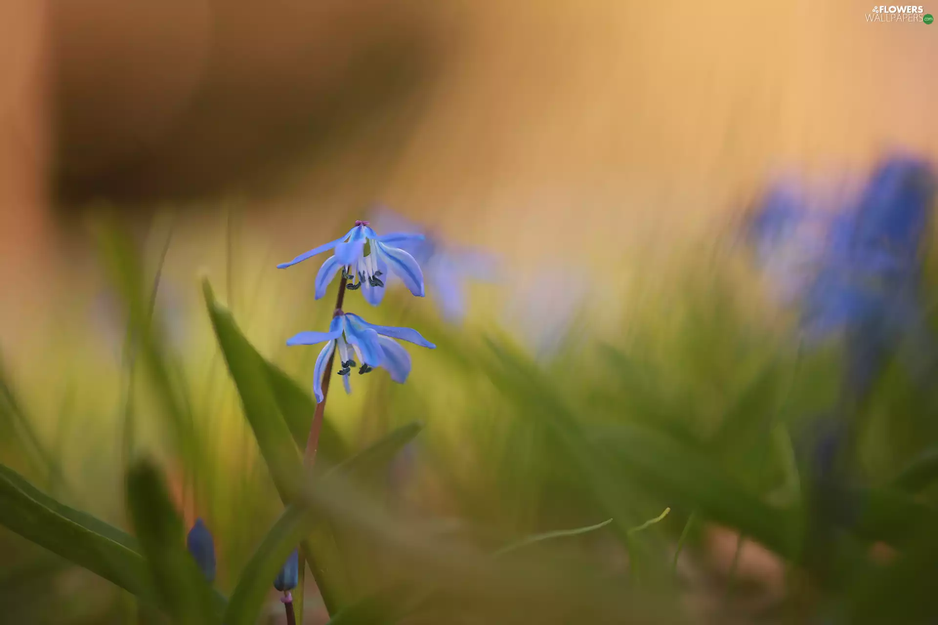 Siberian squill, Colourfull Flowers, blurry background, blue