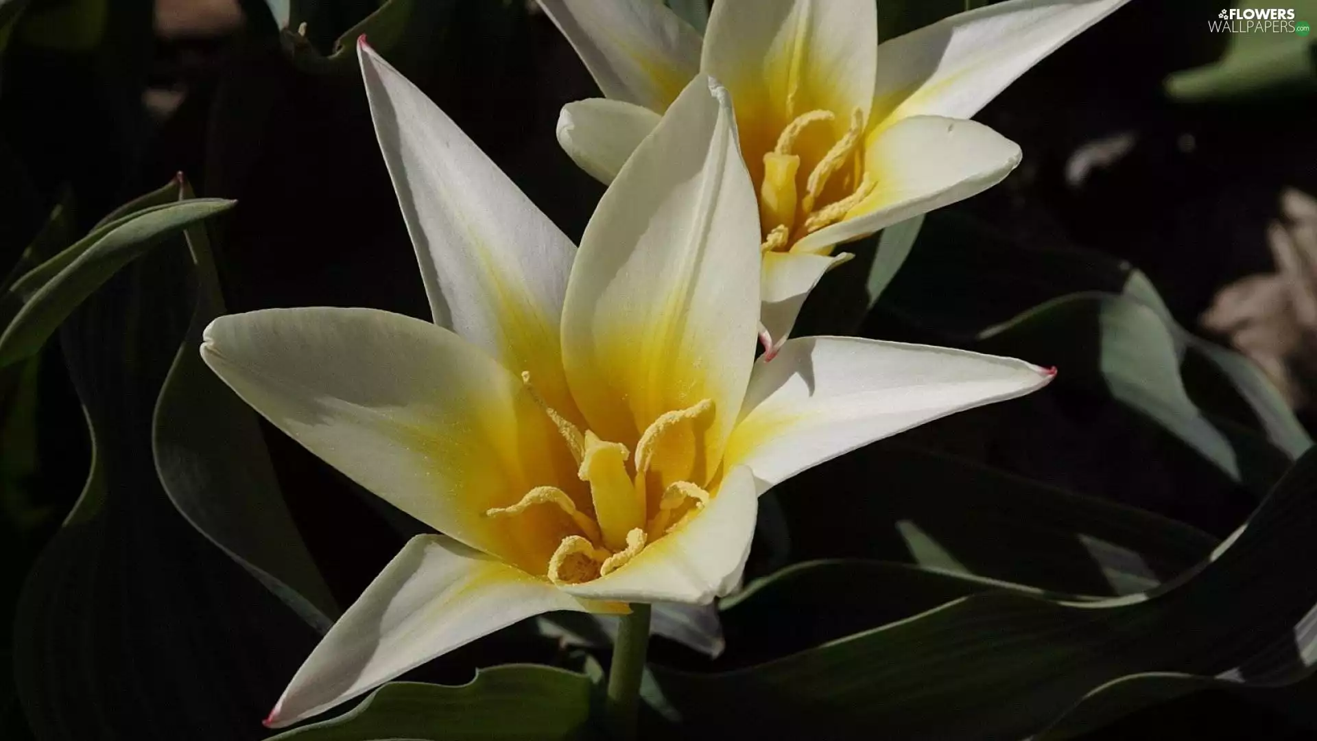 Tulips, Colourfull Flowers