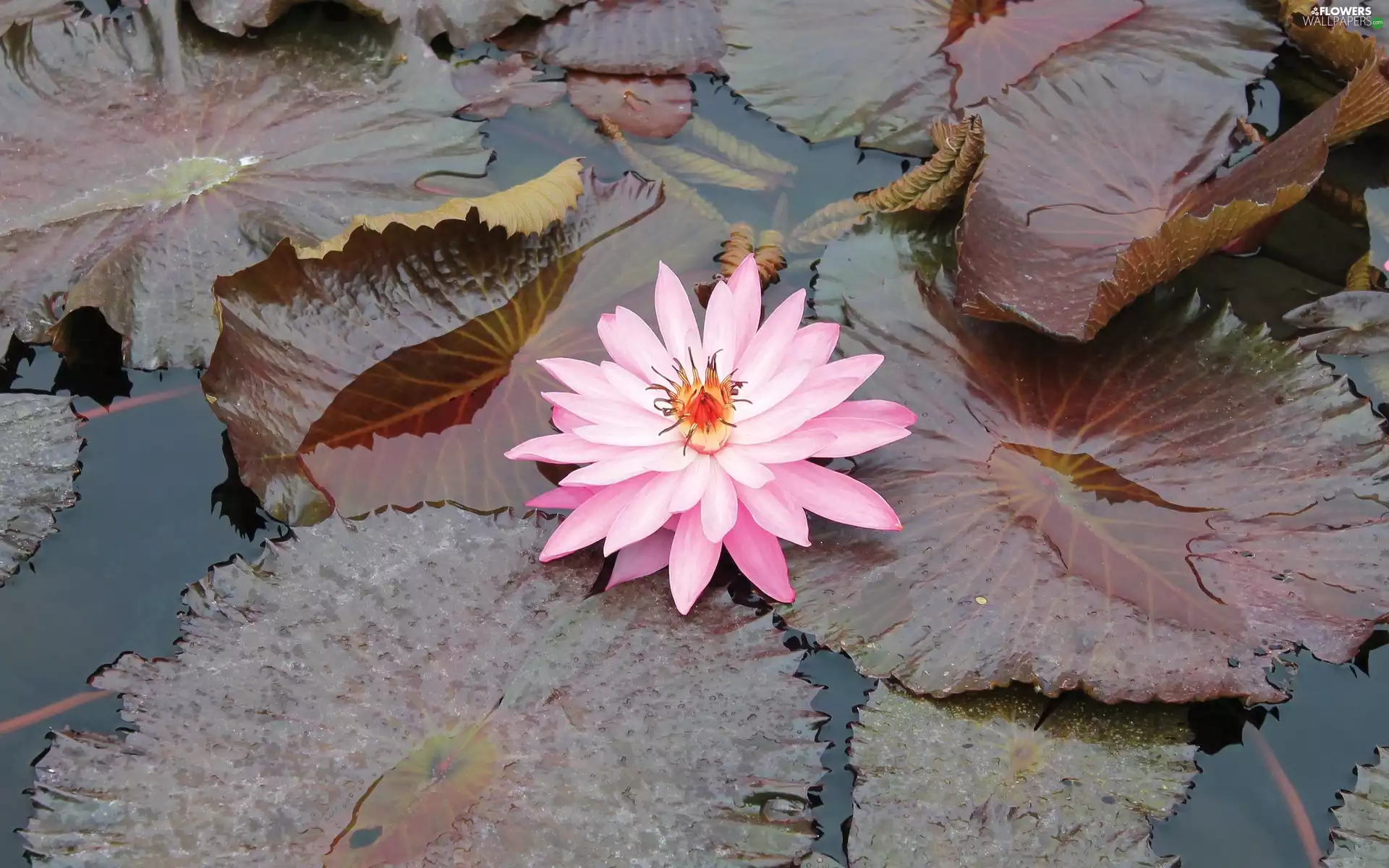 Leaf, water, Colourfull Flowers, water-lily, Pink