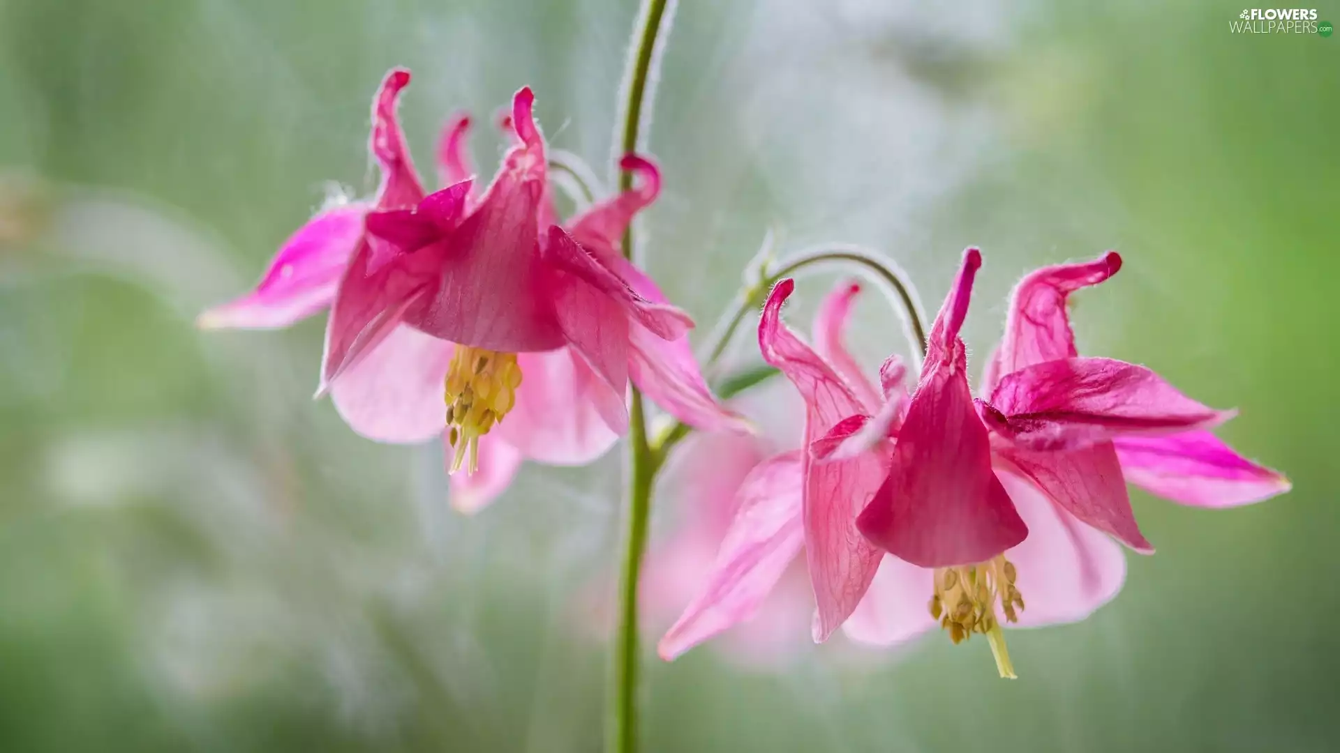 Flowers, columbine