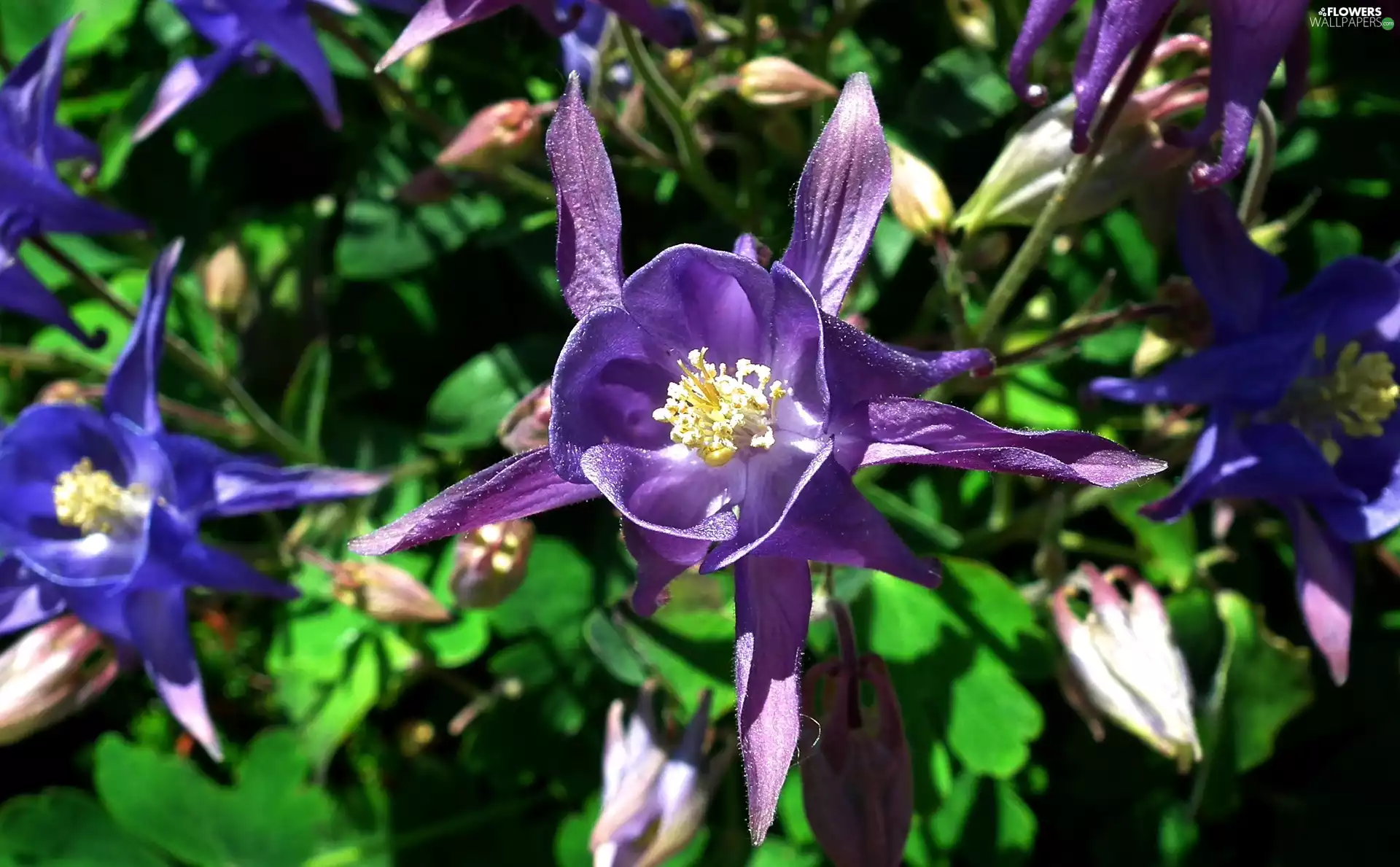 columbine, nature, Colourfull Flowers