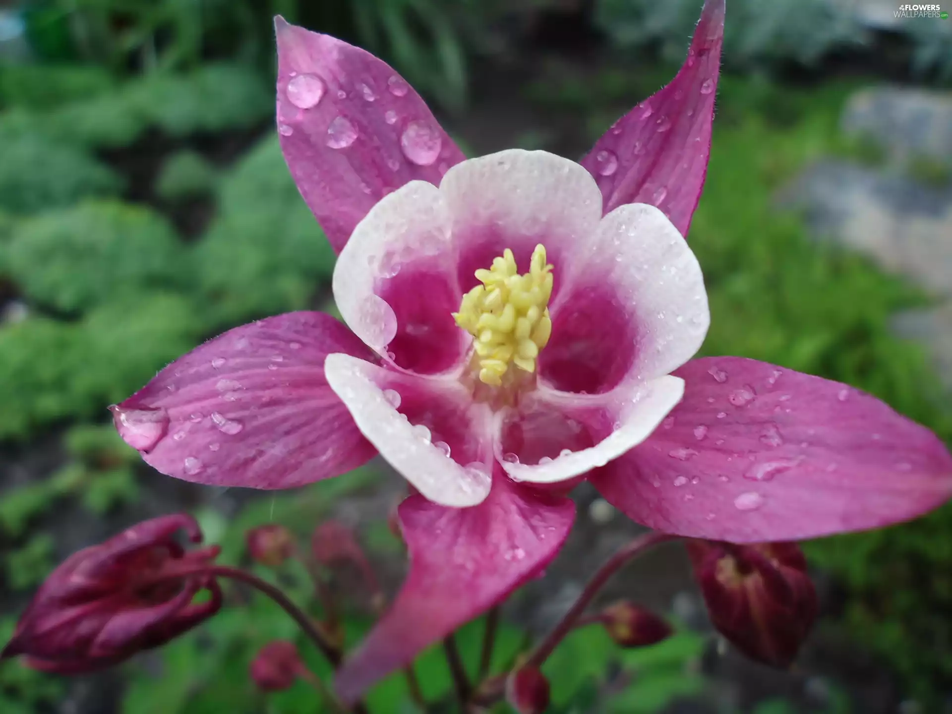 columbine, Pink, Colourfull Flowers