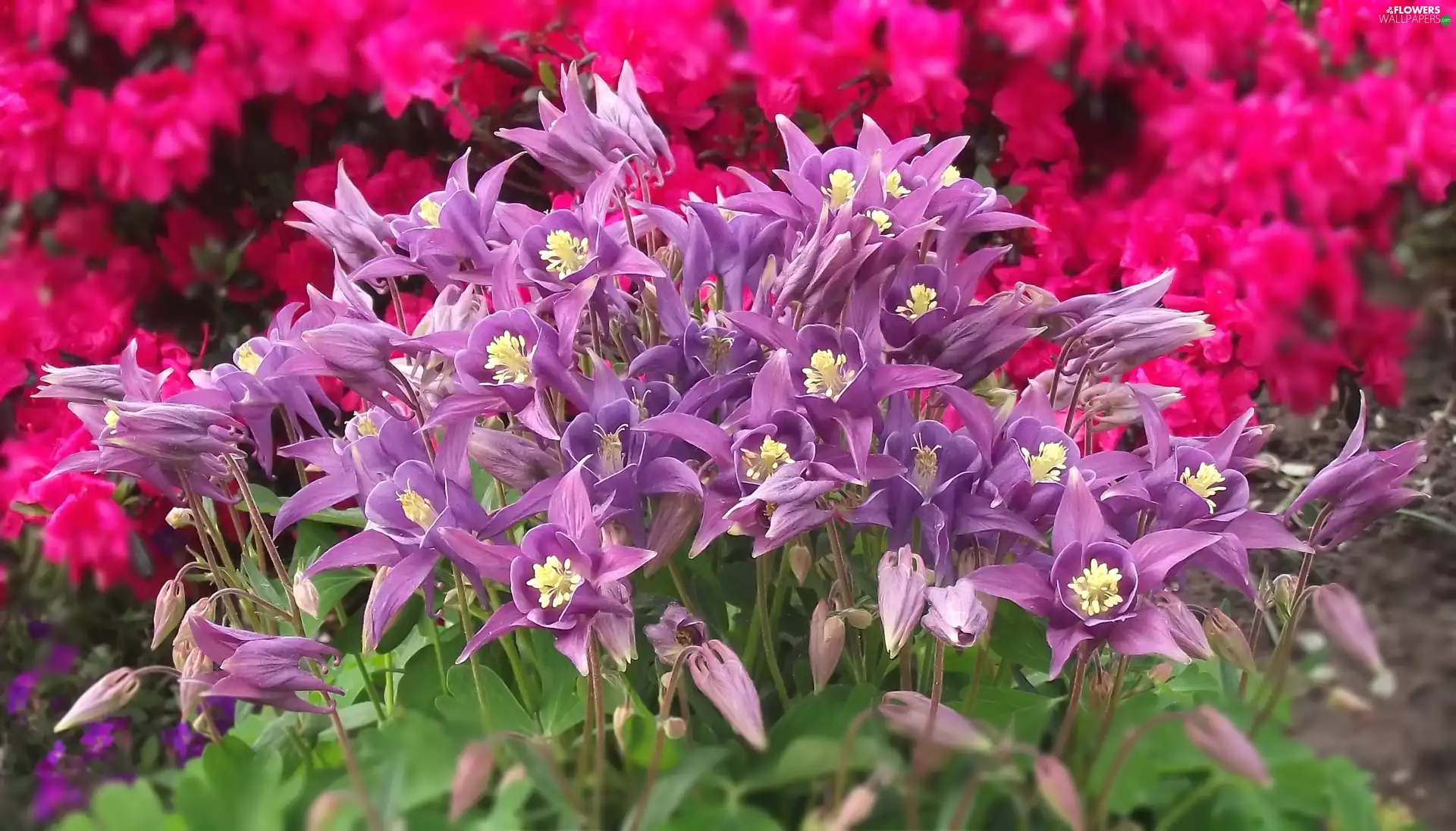 Flowers, columbine