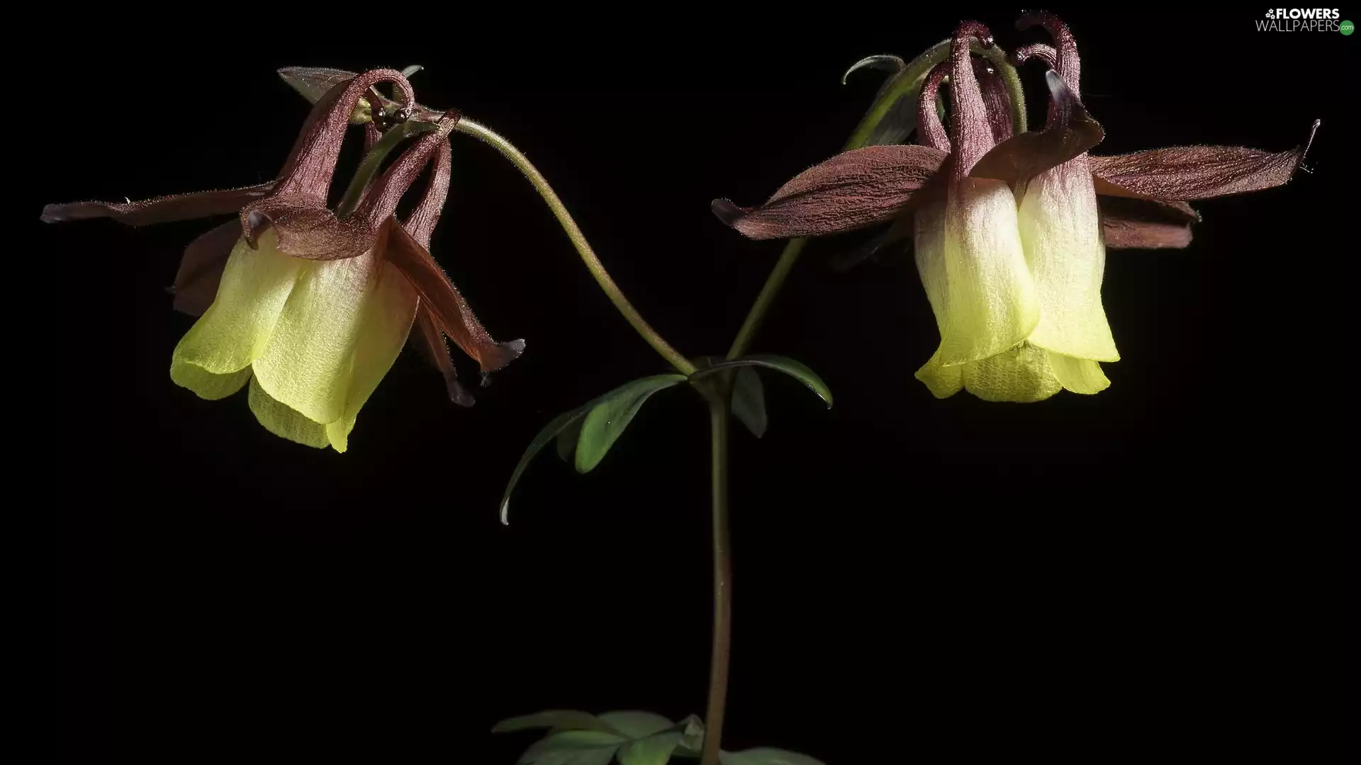 Columbines, dark, background, Flowers