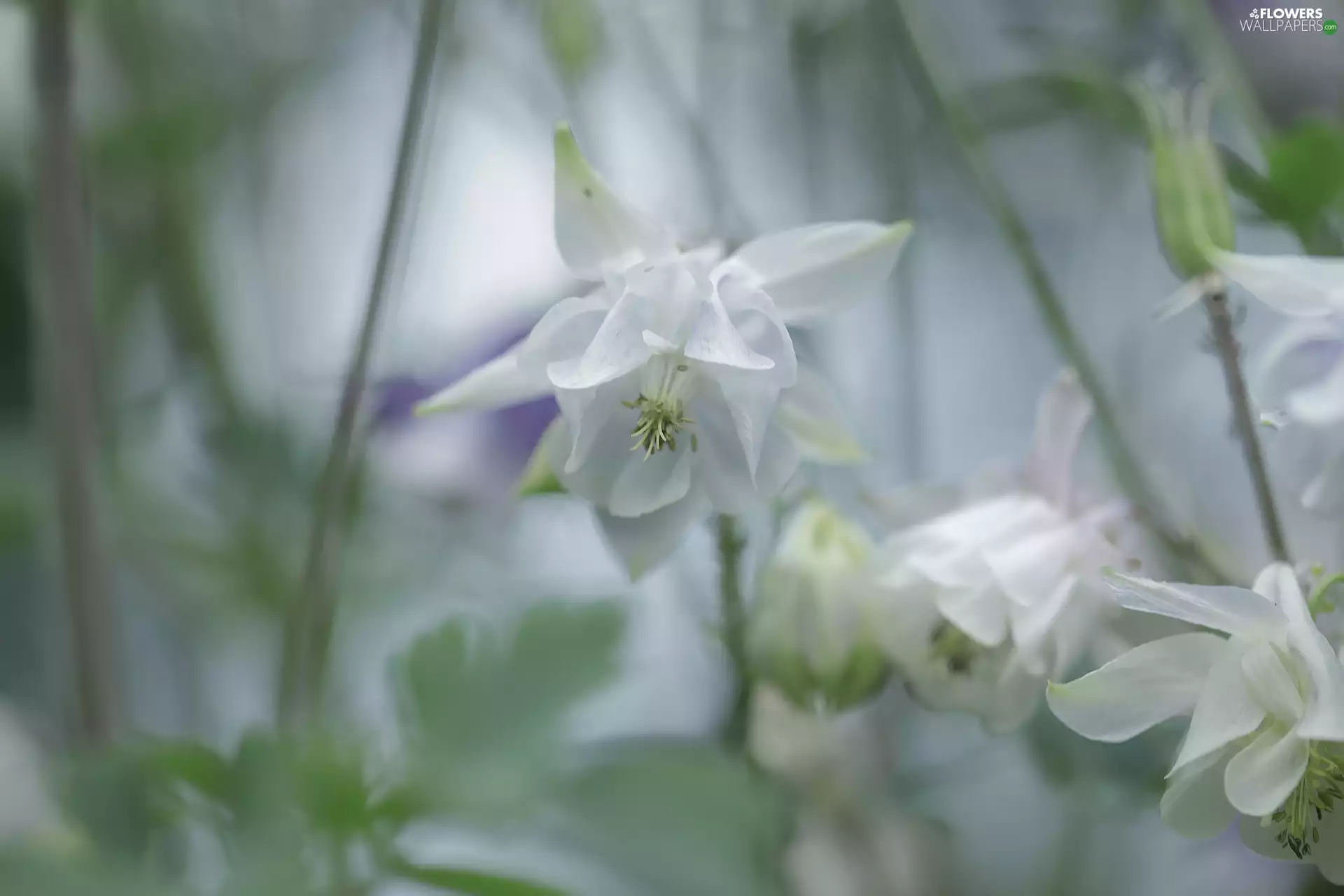 Flowers, White, Columbines