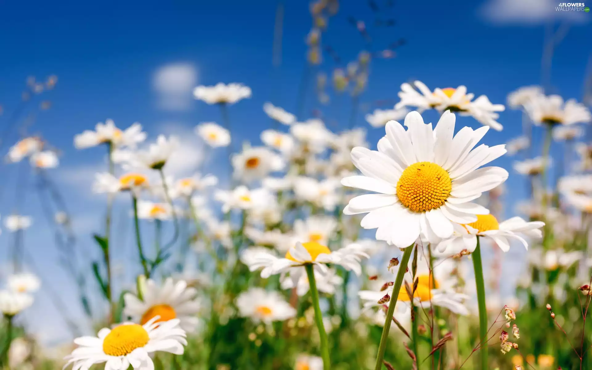Flowers, Chamomile Common