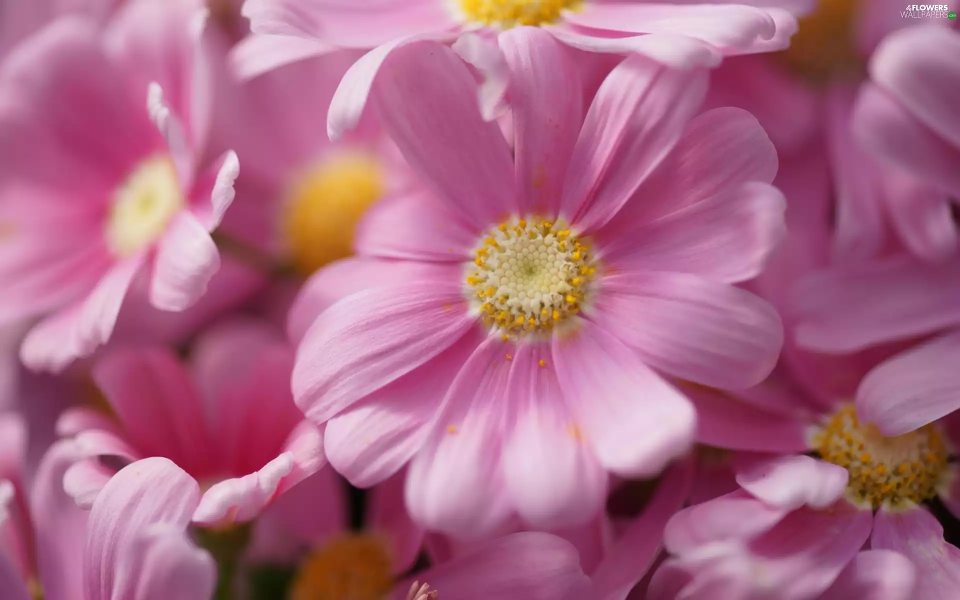 Common Ragwort, Pink, Flowers