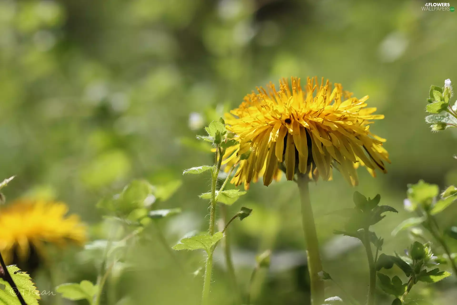 Colourfull Flowers, Common Dandelion, Yellow