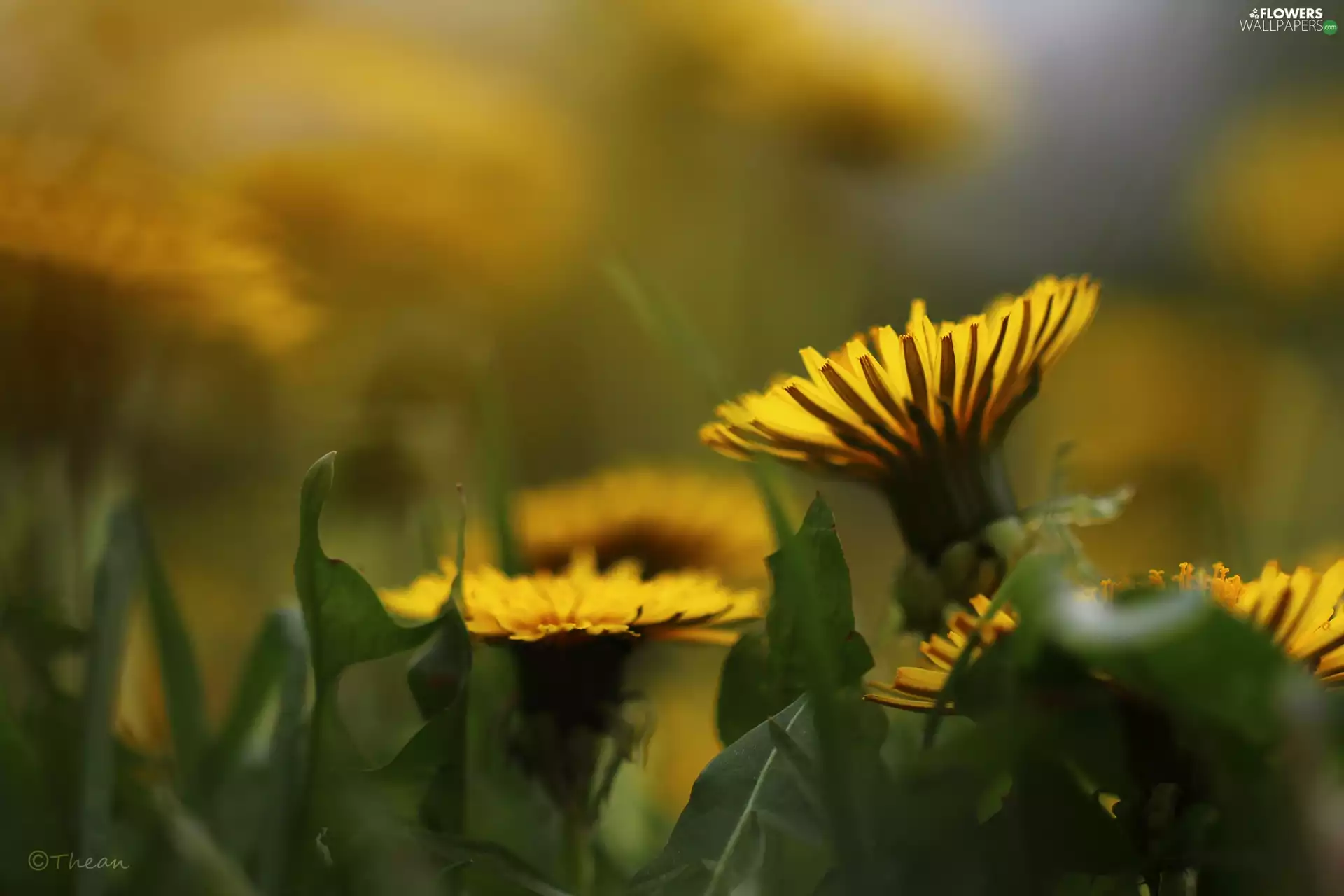 Colourfull Flowers, Common Dandelion, Yellow