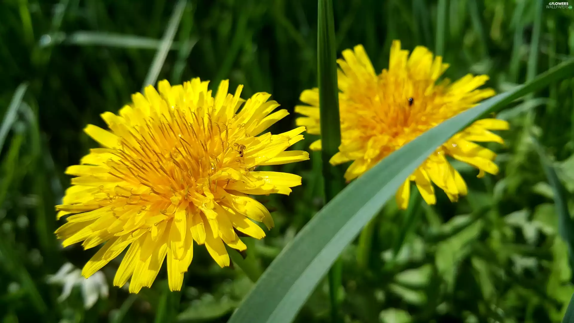 Common Dandelion, Yellow, Flowers