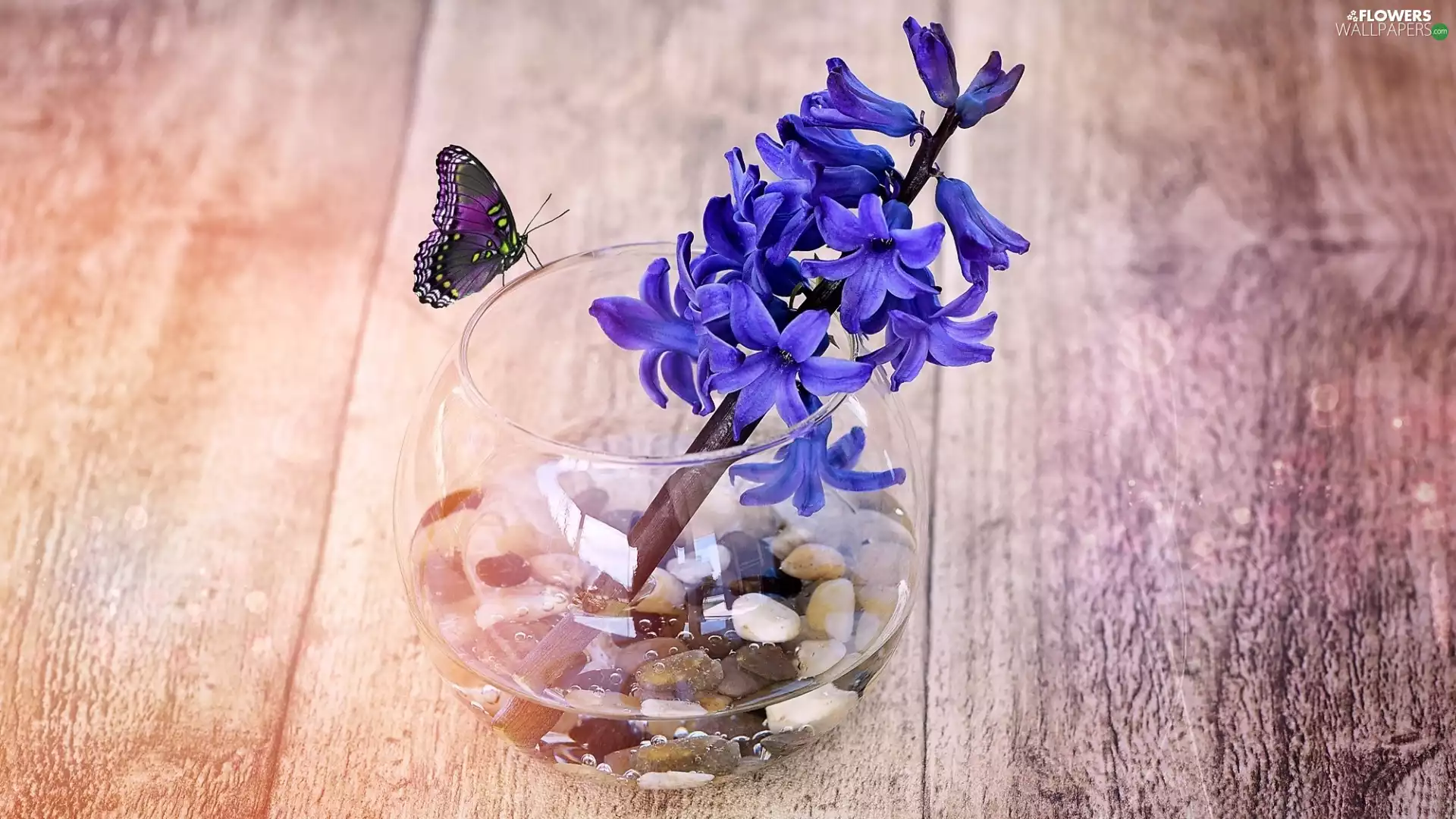 vase, butterfly, Colourfull Flowers, hyacinth, composition