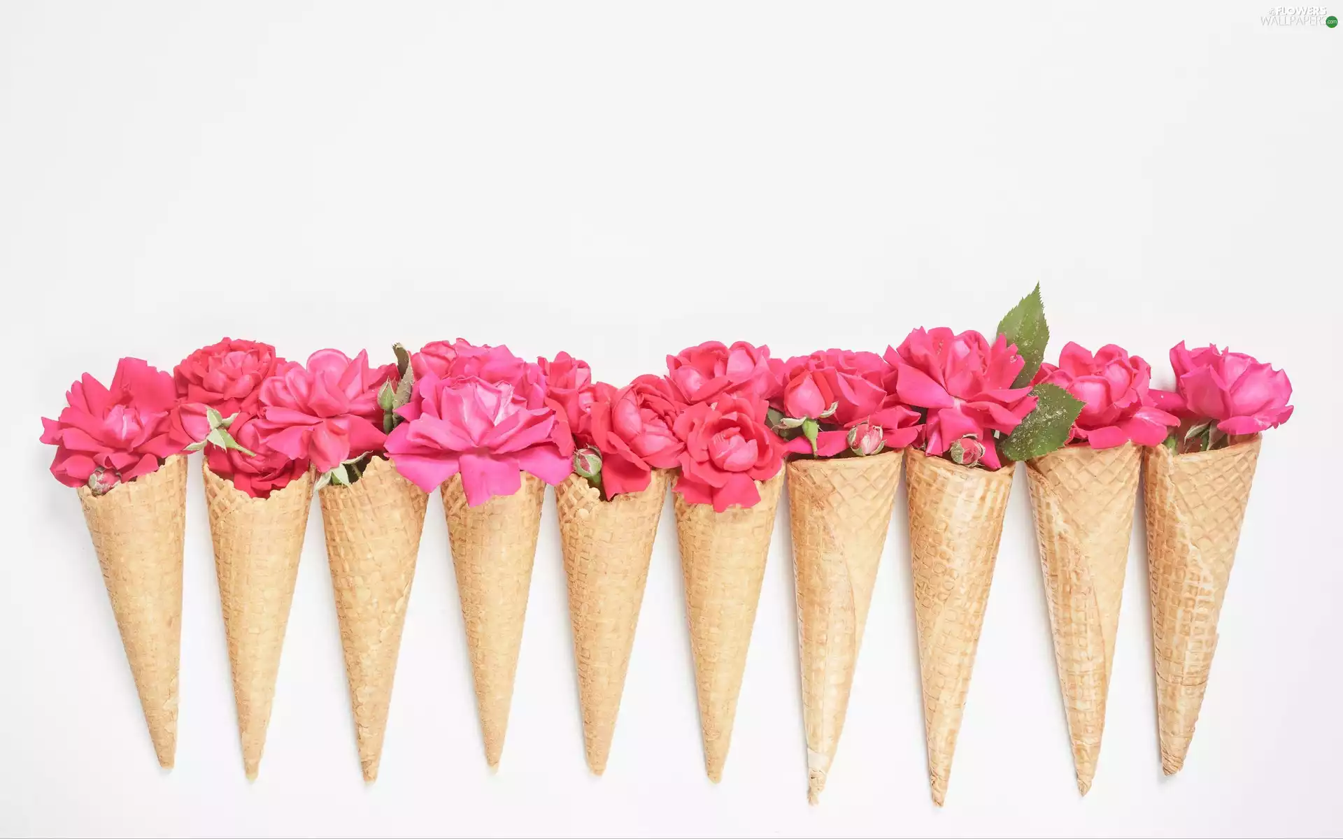 Cones, roses, Pink, Flowers