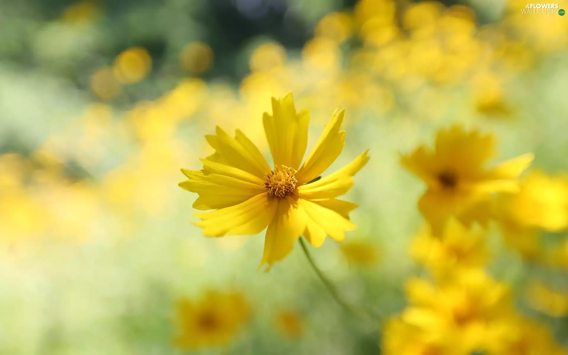 Coreopsis, Yellow, Colourfull Flowers
