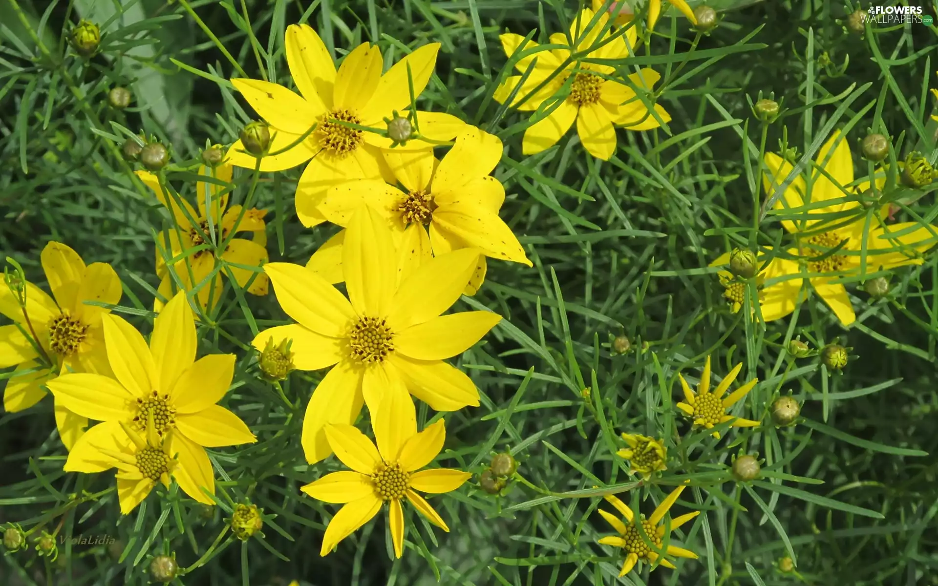 Coreopsis Verticillata, Yellow, Flowers