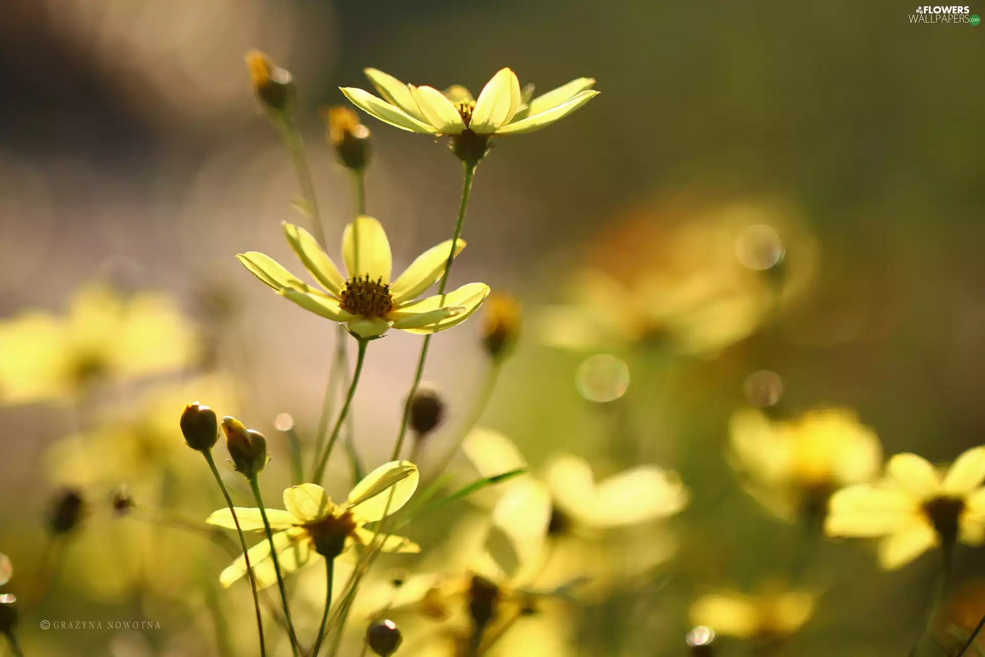 Coreopsis Verticillata, Yellow, Flowers