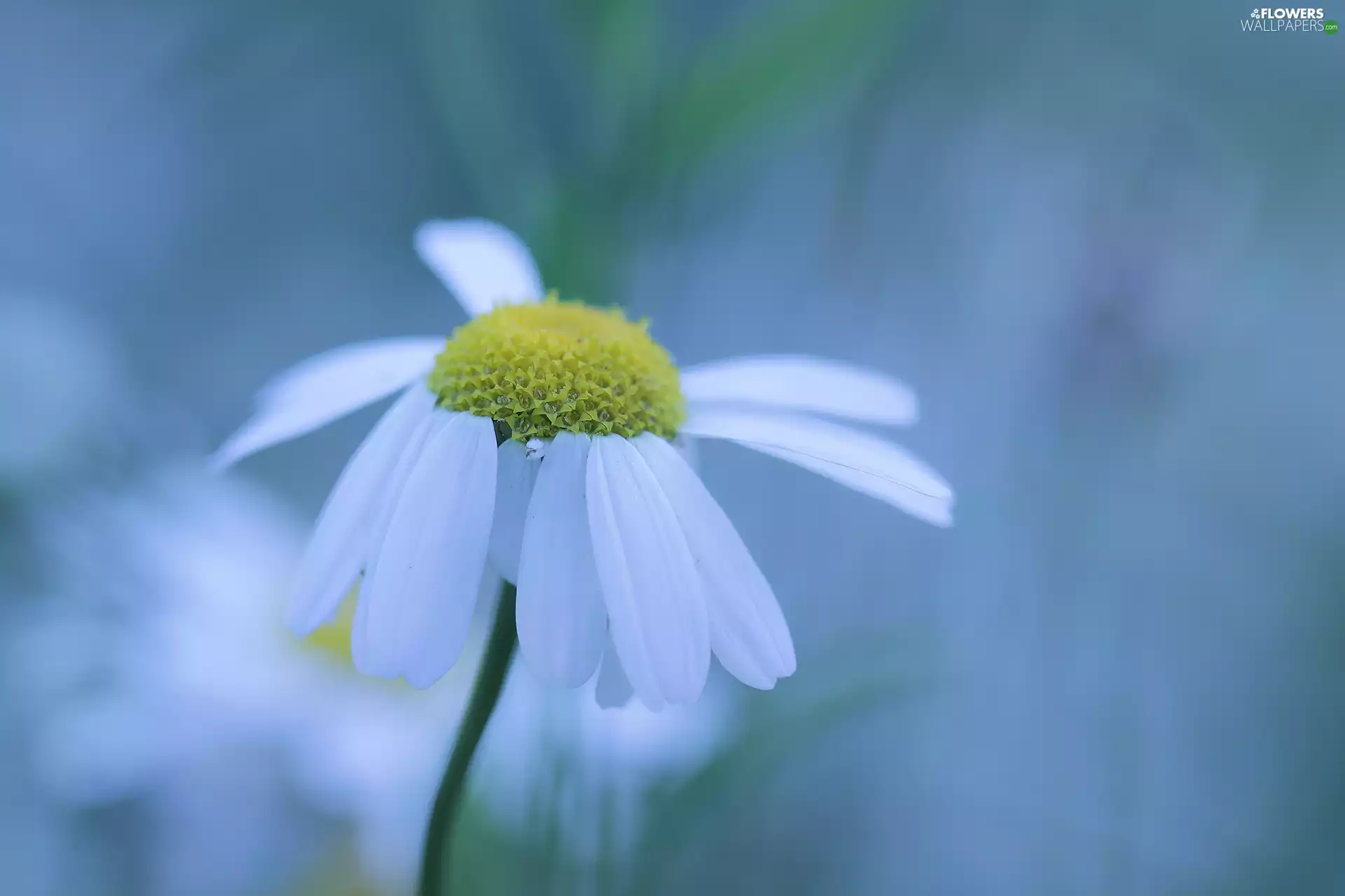 Colourfull Flowers, Corn Chamomile, White