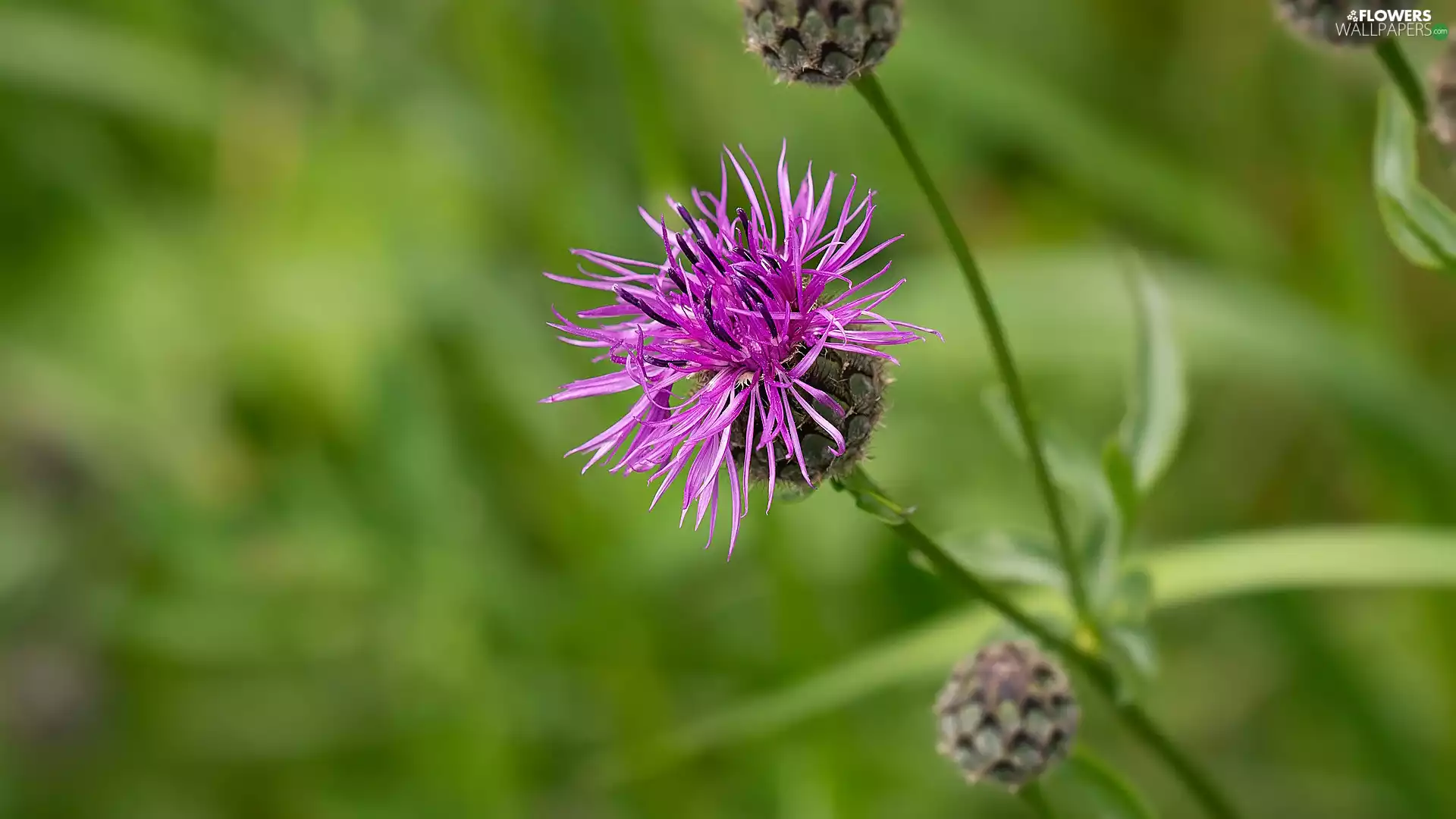 blurry background, Colourfull Flowers, Meadow Cornflower