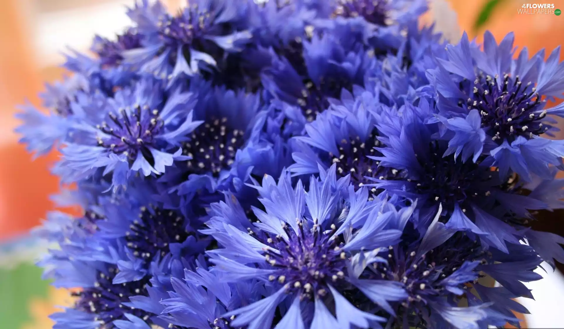 cornflowers, small bunch, flowers