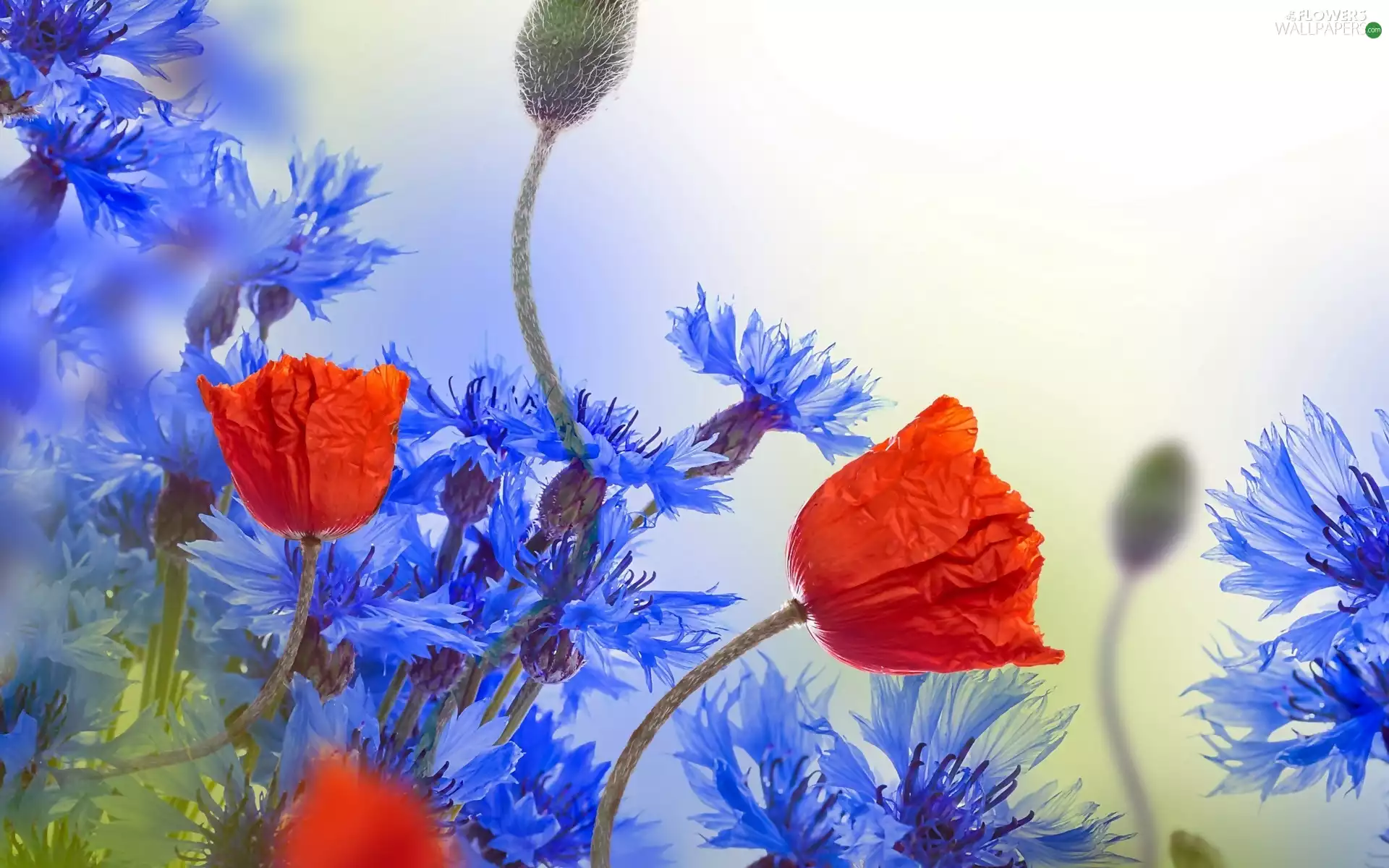 Flowers, papavers, cornflowers