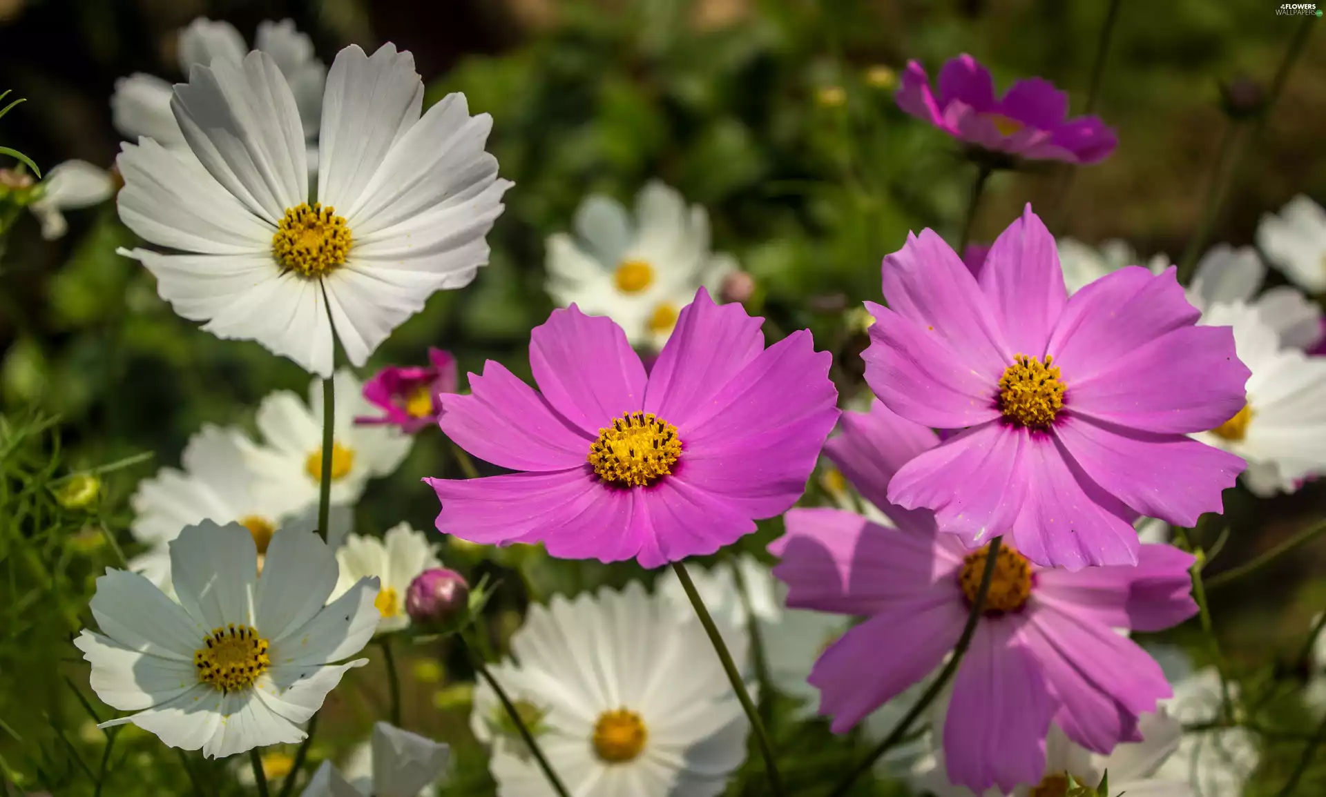 Flowers, Cosmos