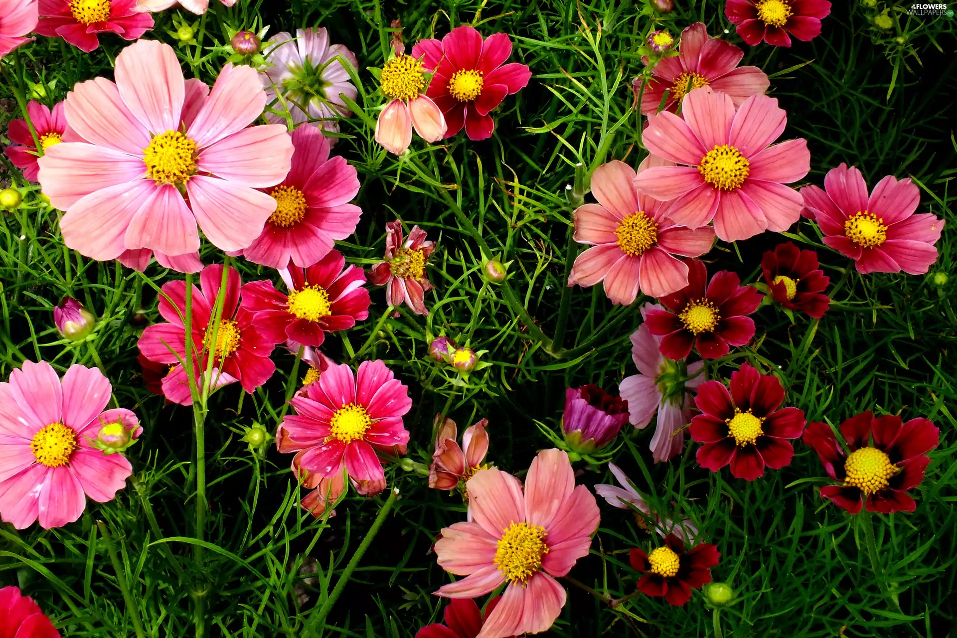 Flowers, Cosmos