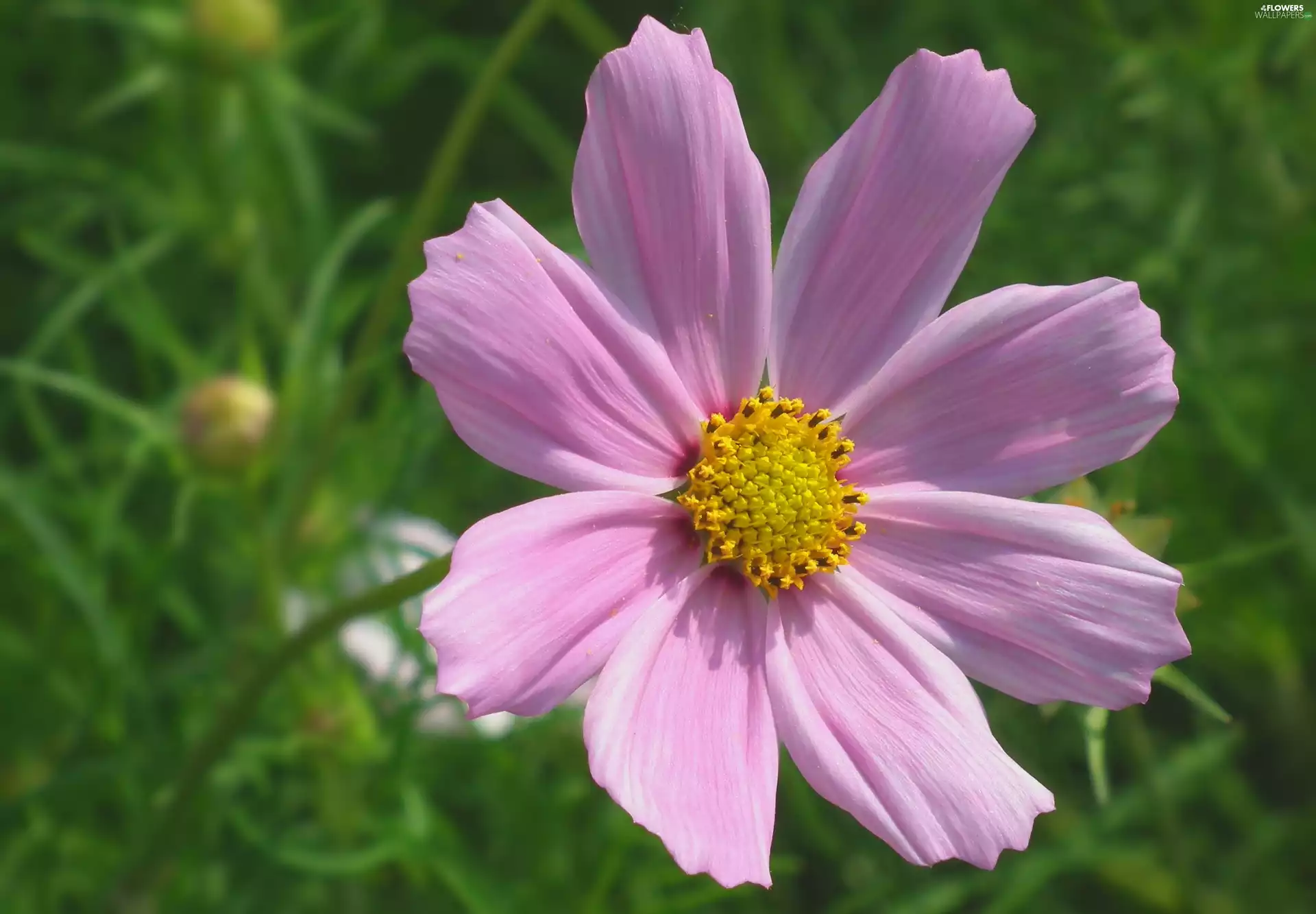 Cosmos, nature, Colourfull Flowers