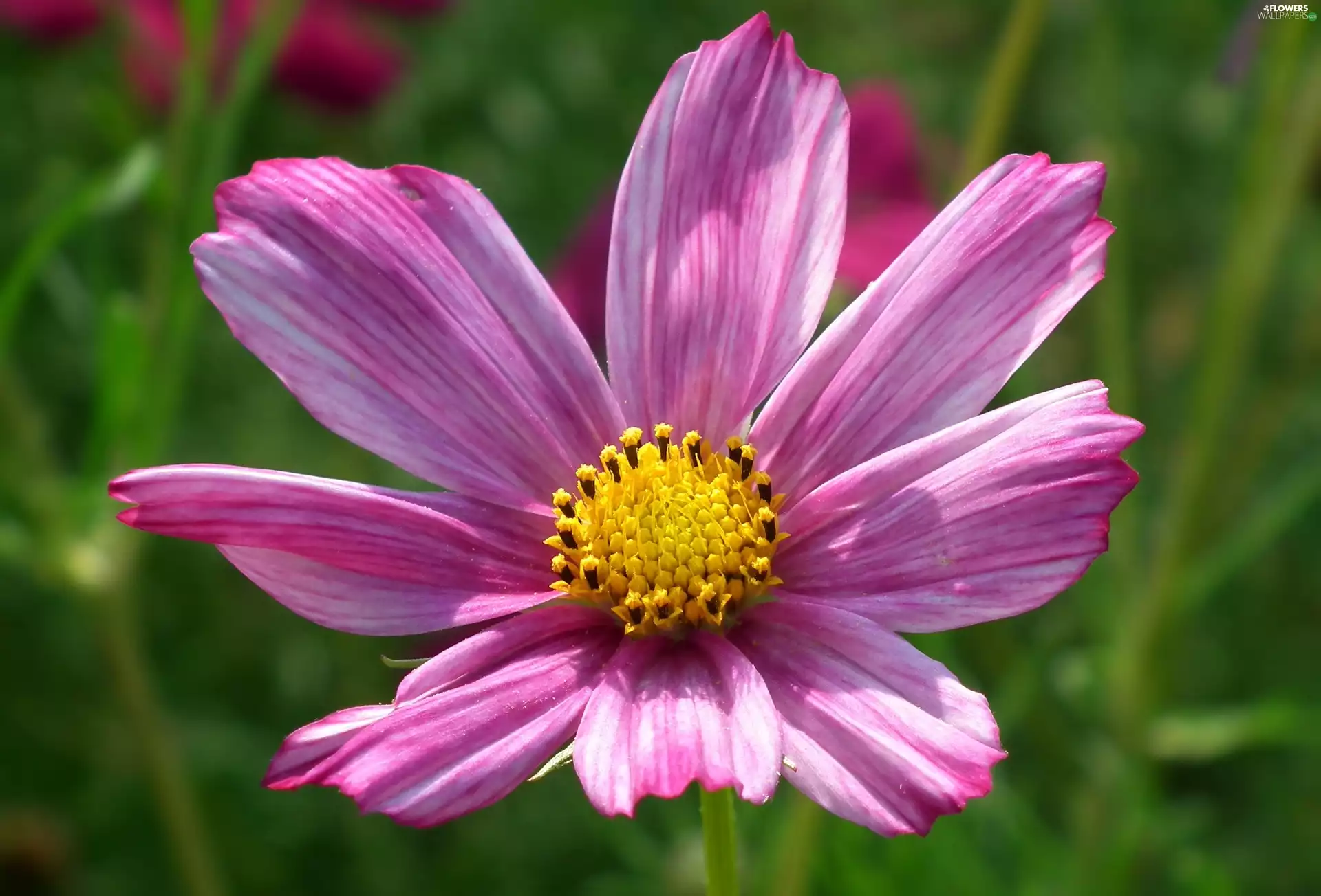 Cosmos, nature, Colourfull Flowers